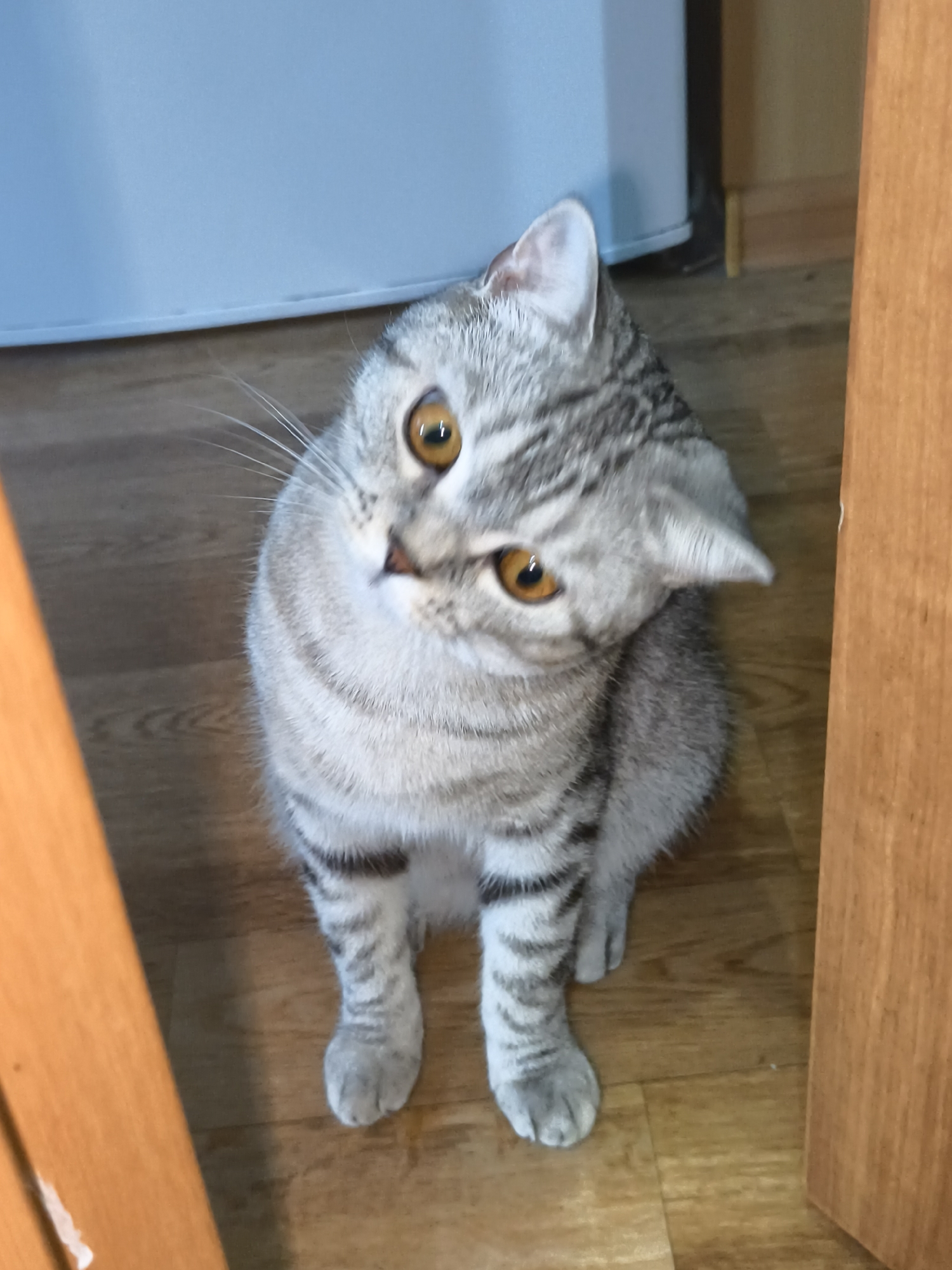 A high-angle medium shot shows a silver tabby cat sitting on a wooden floor. The cat is positioned in the center of the frame and is looking upwards towards the camera with its head tilted to the right. The cat has bright orange eyes and its fur is marked with dark gray stripes. The cat's ears are pointed and its tail is curled around its body. The background is blurred but appears to be an indoor setting with a light blue wall or object on the left and a wooden door frame on the right. The lighting is dim.