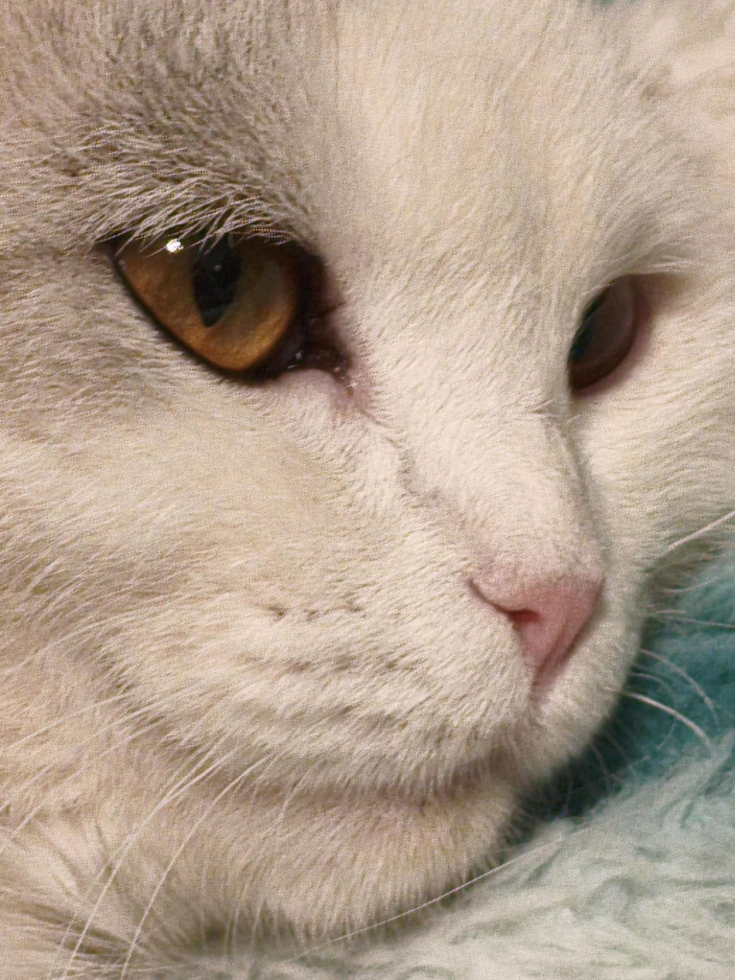 The image is a close-up portrait of a cat's face, focusing on its eye and nose. The cat has white fur with some gray markings around its eye. Its eye is a striking amber color with a visible pupil. The nose is a soft pink. The cat appears to be resting on a fuzzy, light blue surface, possibly a blanket or carpet. There are no people visible in the image, and no identifiable locations or objects that would suggest a specific place in Orenburg, Russia.