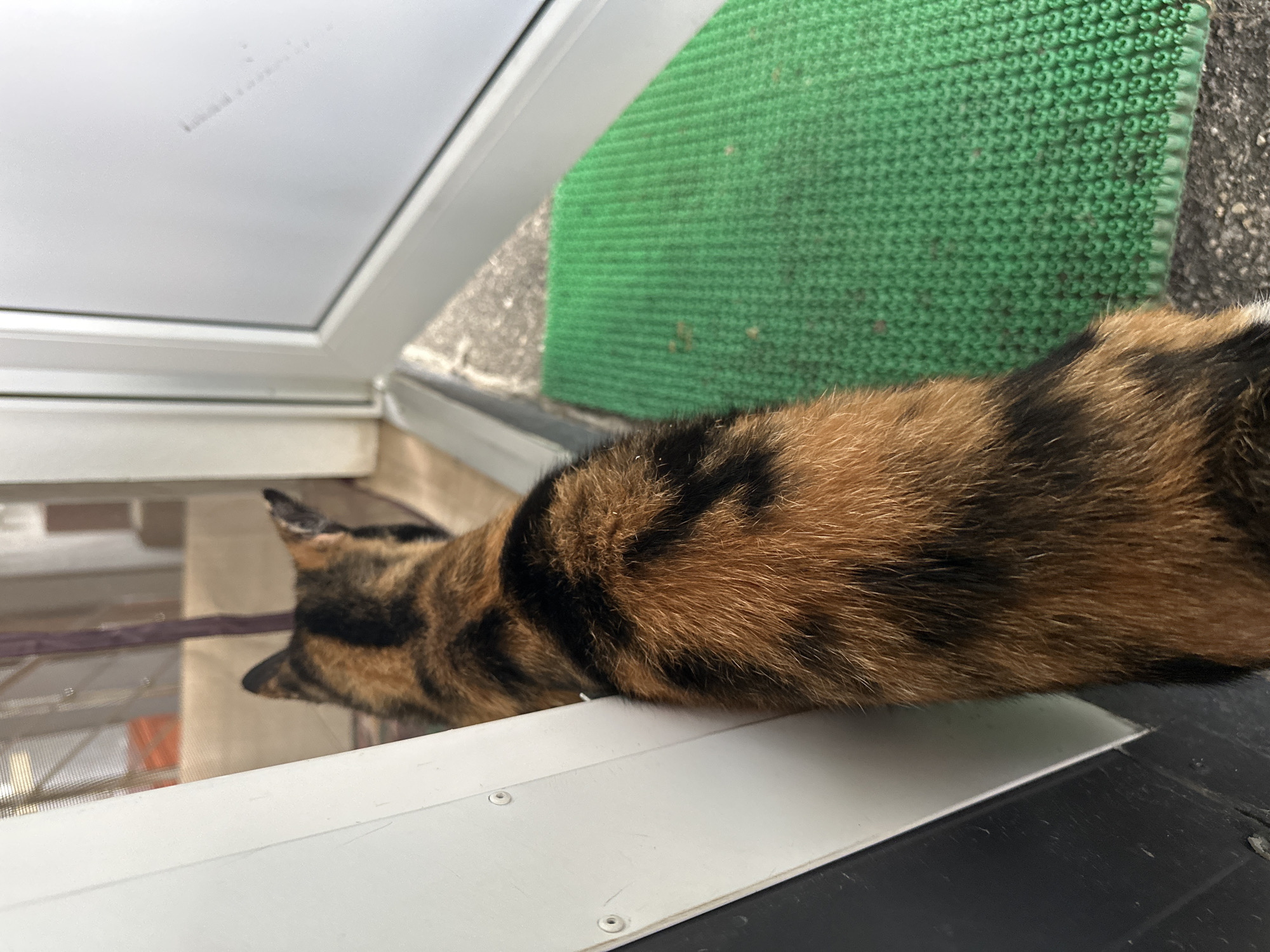 A tortoiseshell cat is viewed from behind, looking out through an open doorway. The cat is positioned on a green doormat. The environment suggests an outdoor setting, possibly near the entrance of a building in the city of Essentuki, Russia. The background includes part of a doorway with a screen and hints of an interior space. The lighting indicates daytime.