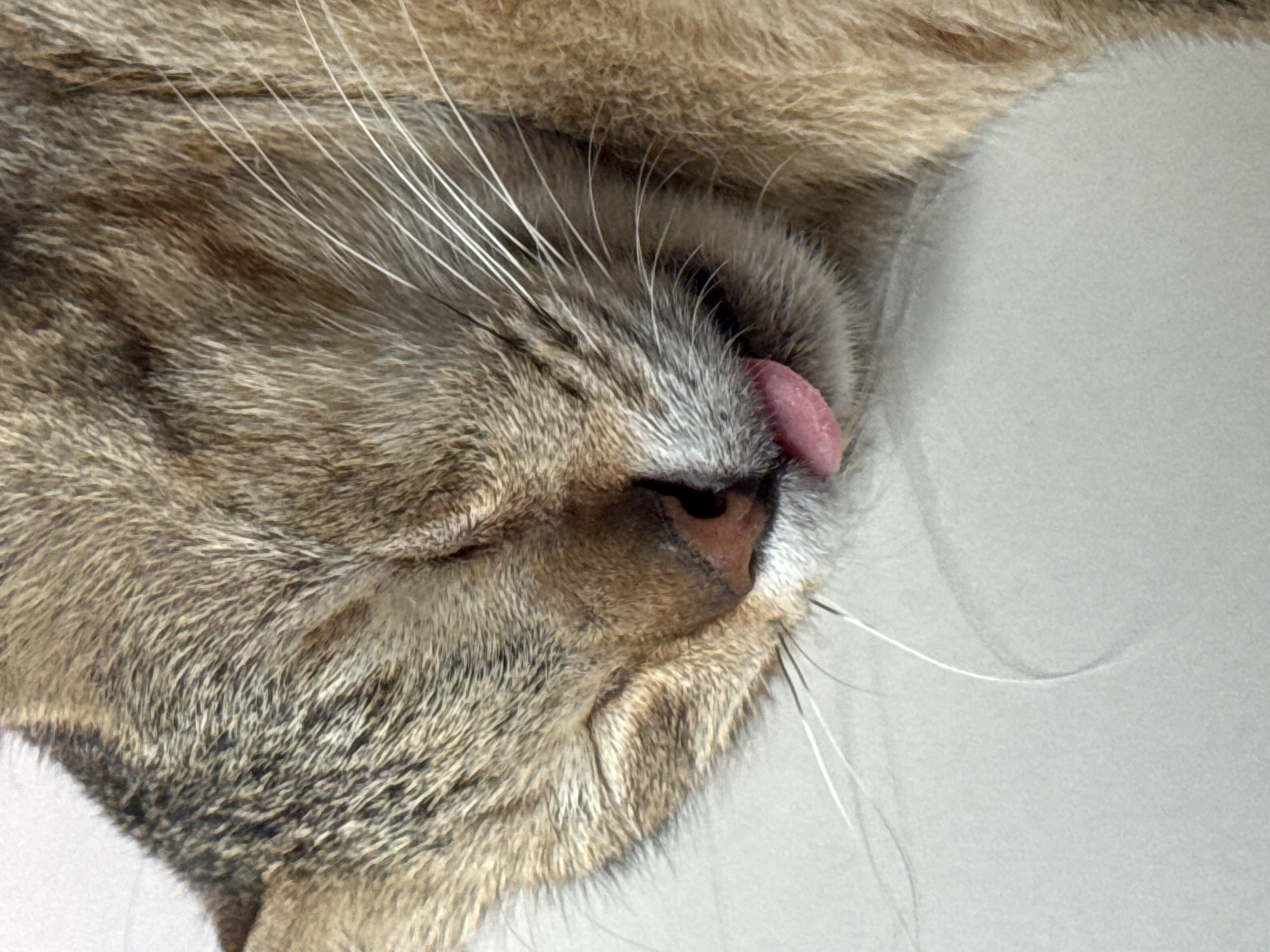A close-up, eye-level shot shows a tabby cat sleeping on a light gray surface. The cat's eyes are closed, and its mouth is slightly open with its pink tongue peeking out. The cat's fur is a mix of brown and black stripes. Long white whiskers extend from the cat's muzzle. The background is out of focus, but appears to be a flat, neutral surface, possibly a floor or table. There is no indication of the cat's location in Davao City, Philippines, or any other specific environment.