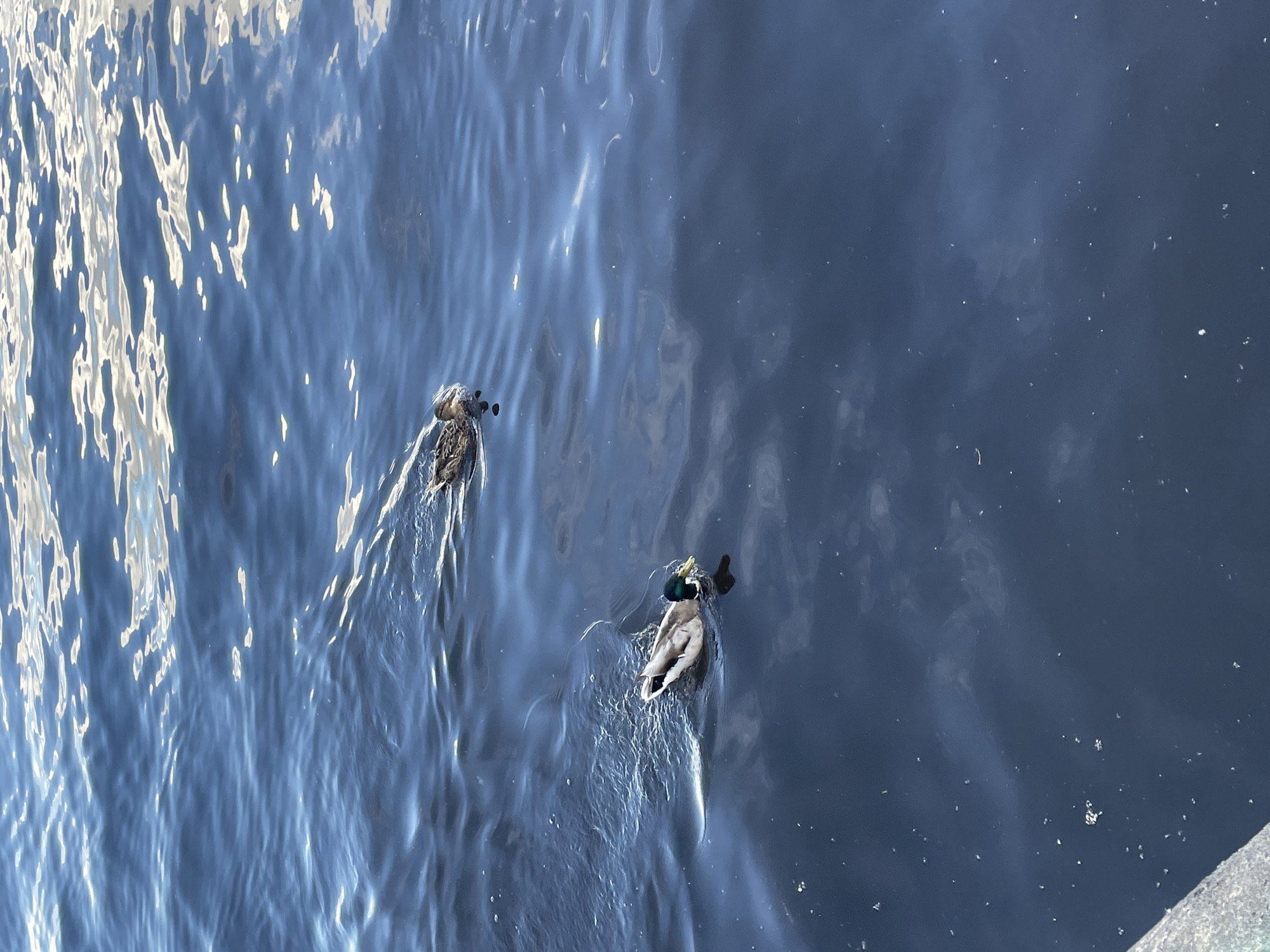 Two ducks are swimming in dark blue water. One duck, in the foreground, is a mallard with a green head and brown and white body, creating a wake as it moves to the left. Another duck, further in the background, is mottled brown and is swimming to the right. The water is choppy with reflections of the sky on its surface. A concrete structure is partially visible in the bottom left corner of the image, suggesting an urban setting such as a waterfront promenade or dock. Given the provided context, this scene is located in the city of Chaikovsky, Russia.