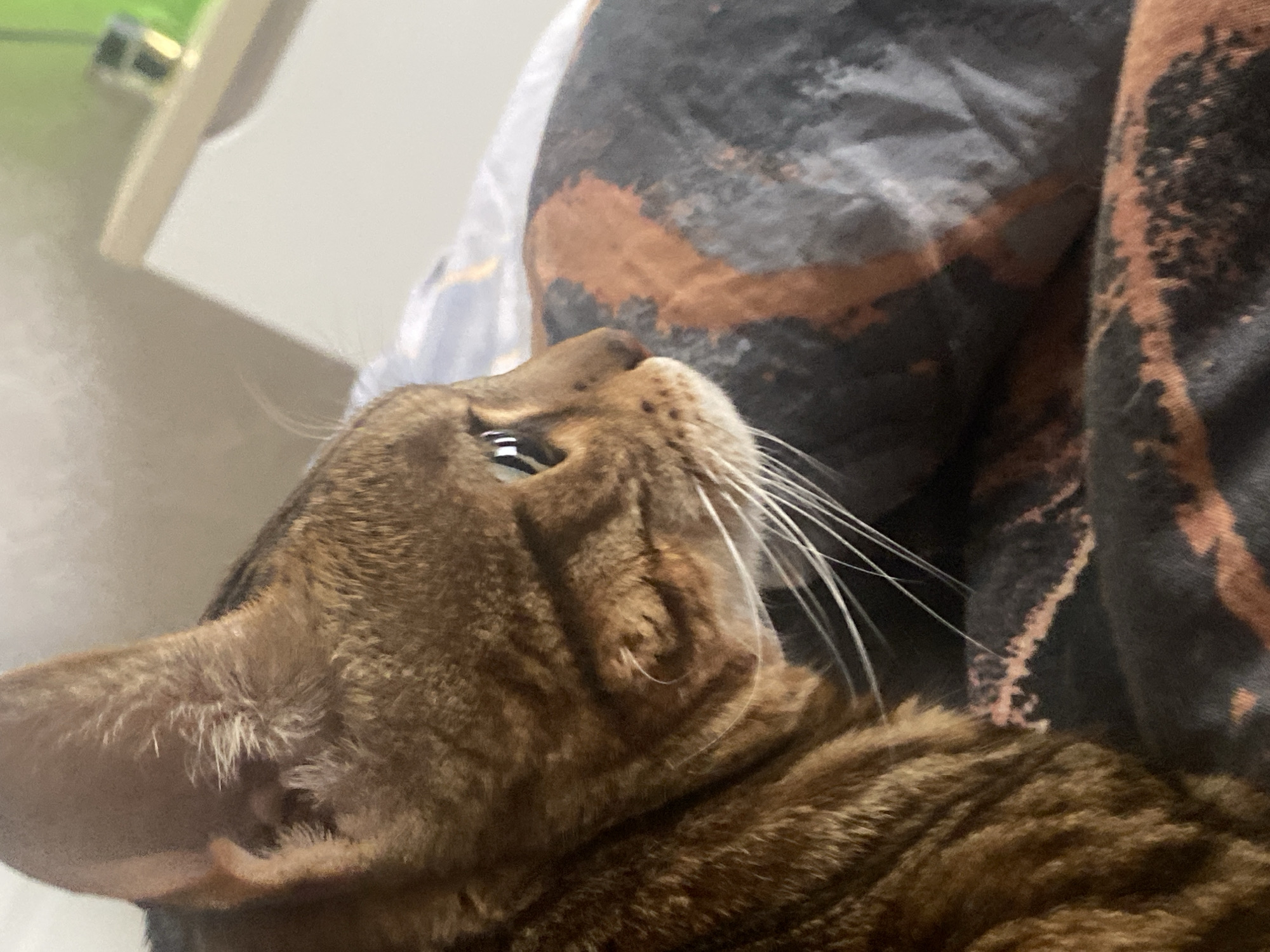 A close-up, upward-angled shot features a brown tabby cat with distinctive striped and mottled fur. The cat is lying down, its head tilted back, and its eyes are open and focused upwards, suggesting it is observing something out of view. A prominent reflection is visible in its right eye, and long, white whiskers extend from its muzzle.
The background immediately behind the cat consists of a soft furnishing, likely a pillow or blanket, adorned with an abstract, distressed pattern in dark grey, black, and rust brown or orange hues. Further back, the scene appears to be indoors, showing a light-colored surface, possibly a wall or furniture, and a blurred green object in the distance.
The lighting is soft and diffused, characteristic of an indoor setting. The cat appears calm and alert, its upward gaze conveying curiosity. No specific time of day or weather can be determined from the image, nor are there any visible texts. The context implies a domestic environment, which could be in Chaikovsky, Russia, as per the location cue, although no direct geographical indicators are visible within the frame.
