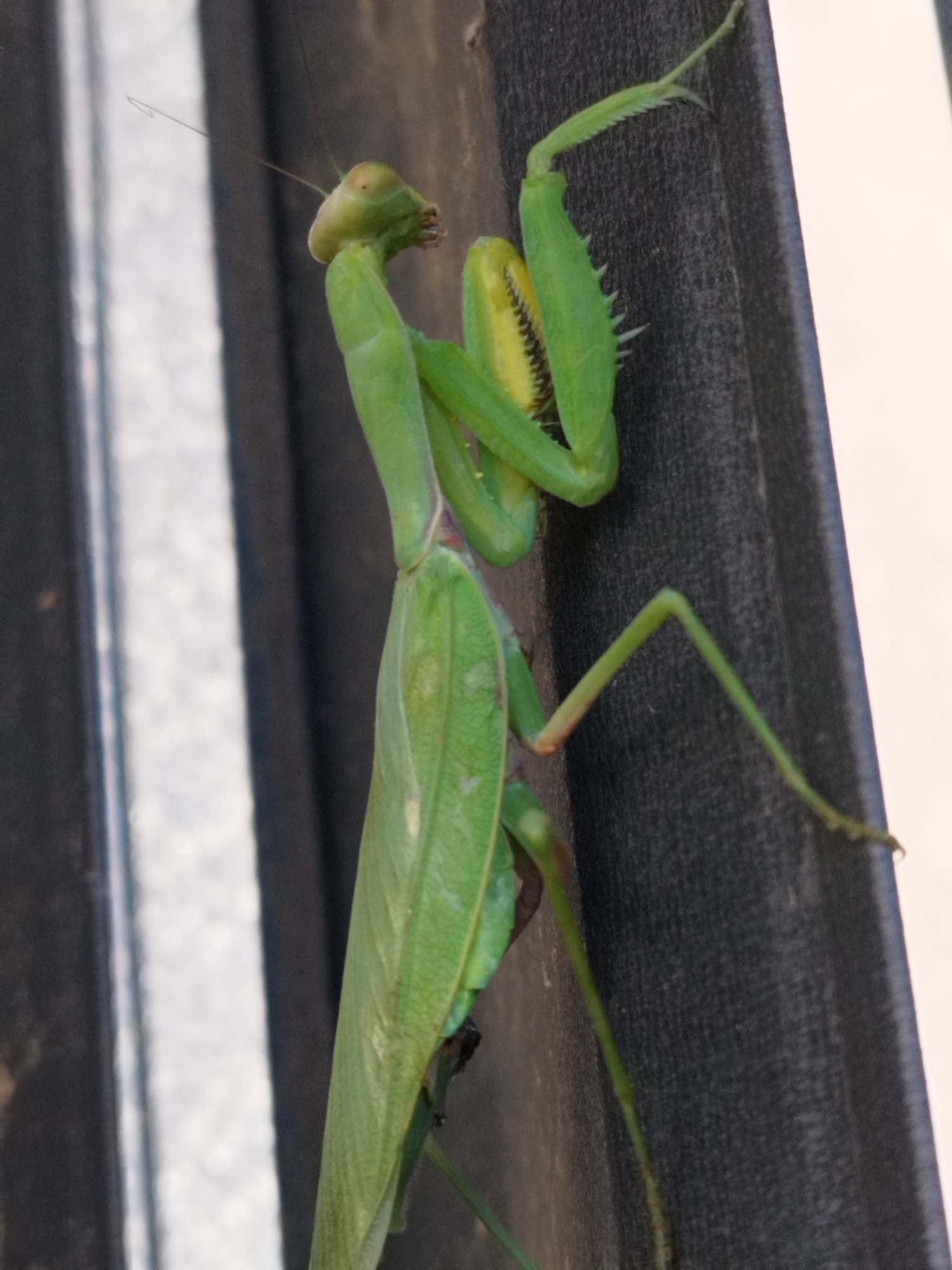 A close-up, vertical, eye-level shot captures a bright green praying mantis on a textured, dark gray surface. The mantis is positioned on its side, with its head facing left. Its forelegs are folded in front of its head, revealing a yellow marking. The insect's long, slender body extends downwards, with its hind legs grasping the dark surface. The background consists of blurred vertical lines, with a bright white area on the right and a gray-toned striped area on the left. The image does not contain any information about its location in Bucharest, Romania, or any people.