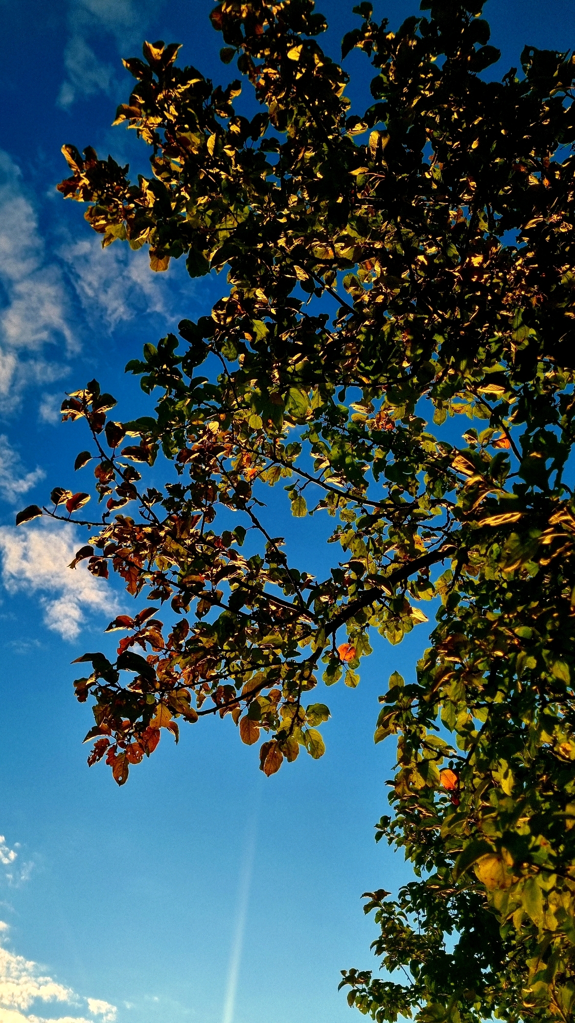 An outdoor, low-angle shot captures a tree against a bright blue sky with scattered clouds. The leaves on the tree are a mix of green and brown, suggesting an autumn setting. Sunlight filters through the branches, illuminating some of the leaves and creating a dappled effect. A faint sun flare is visible in the lower center of the image. The scene appears to be a natural outdoor environment, possibly a park or a garden. There are no people or structures visible in the frame. The location is identified as Vysokoe, Russia.