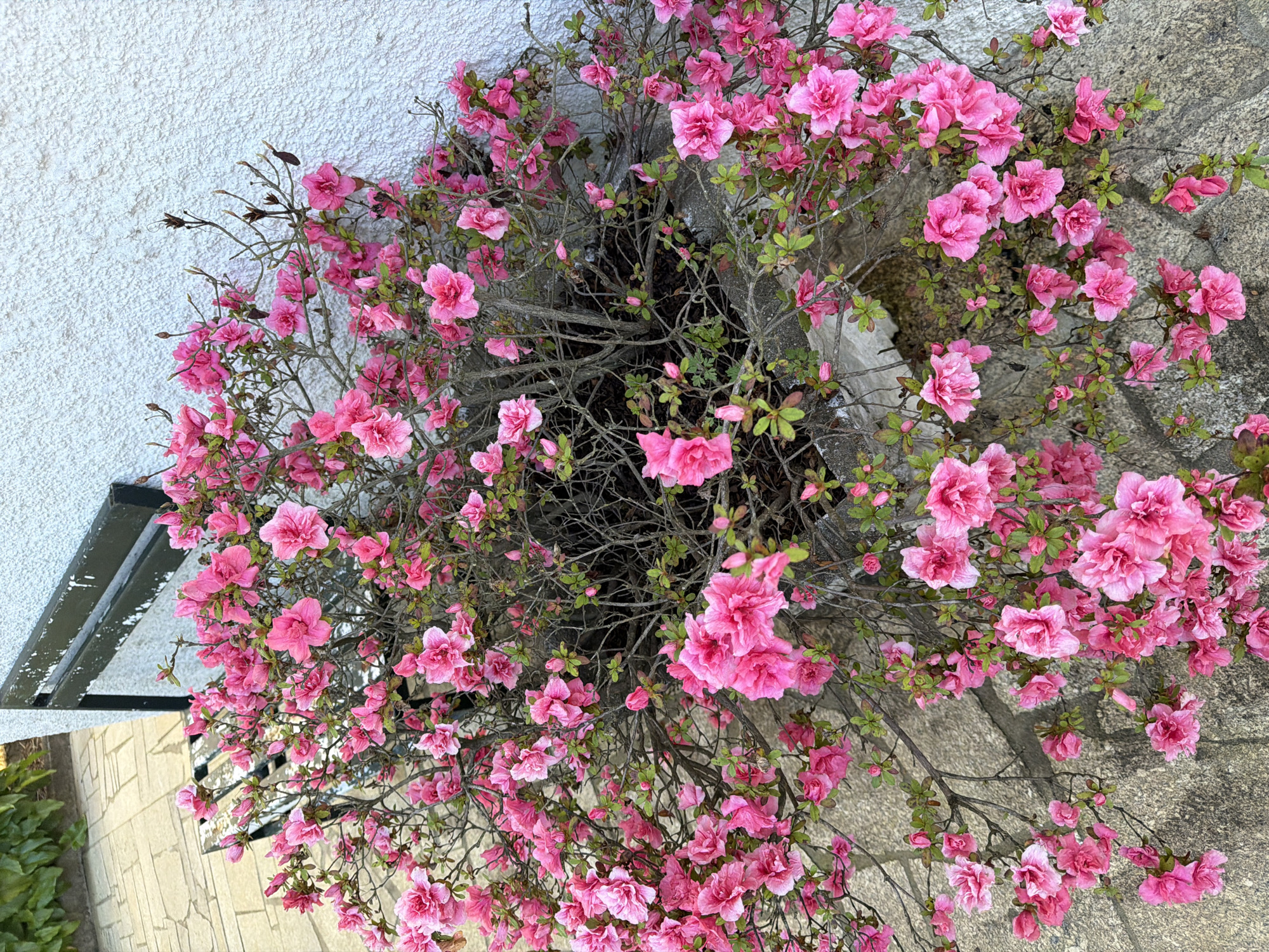 A high-angle, outdoor shot depicts a vibrant azalea bush overflowing with pink blossoms. The bush is planted in a container, the rim of which is barely visible amidst the dense foliage. The bush appears against a backdrop of a textured white wall and a gray stone patio. The presence of a dark horizontal element suggests a portion of a building overhang or awning. This photo was taken in Vila Real, Portugal.