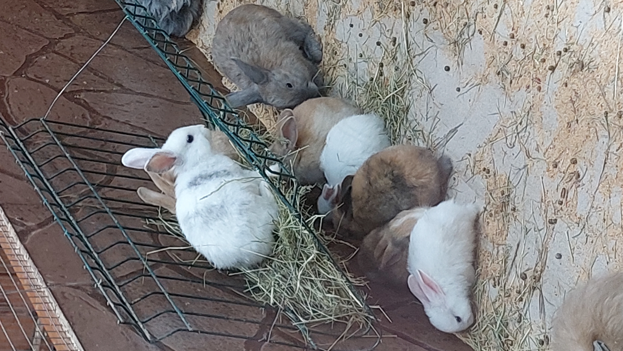 A group of rabbits are gathered in an outdoor enclosure. The enclosure has a wire fence and a stone wall as a backdrop. Several rabbits are visible, including one white rabbit with grey markings, several brown and white rabbits, and one grey rabbit. They are resting on a bed of straw and wood shavings. The rabbits appear to be young and are huddled together.