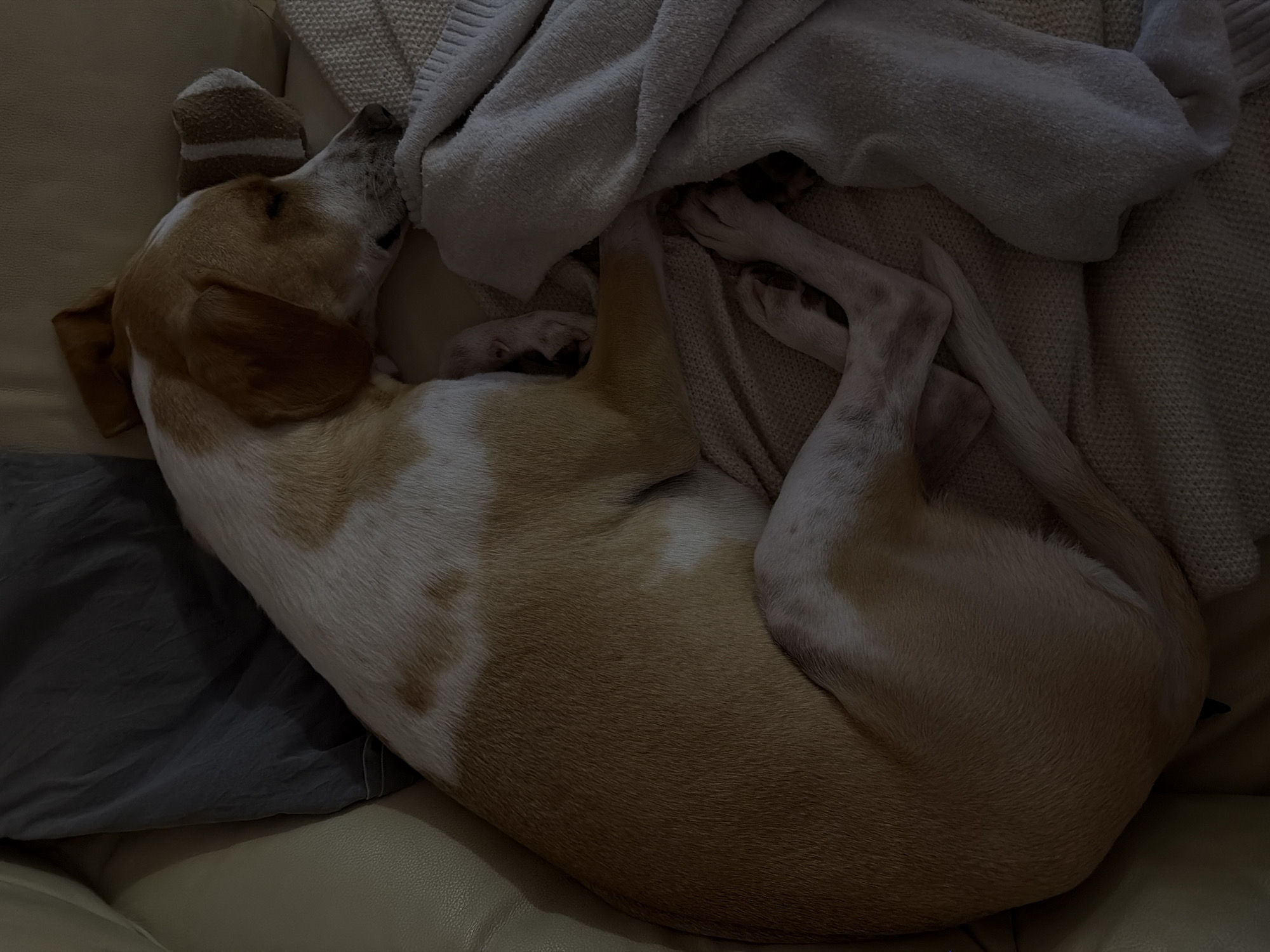 A tan and white dog is curled up asleep on a light-colored leather couch, covered with a light-colored knitted blanket. The dog has its head resting near a striped sock, and its legs are tangled in the blanket. A dark grey pillow is visible on the left side of the image.