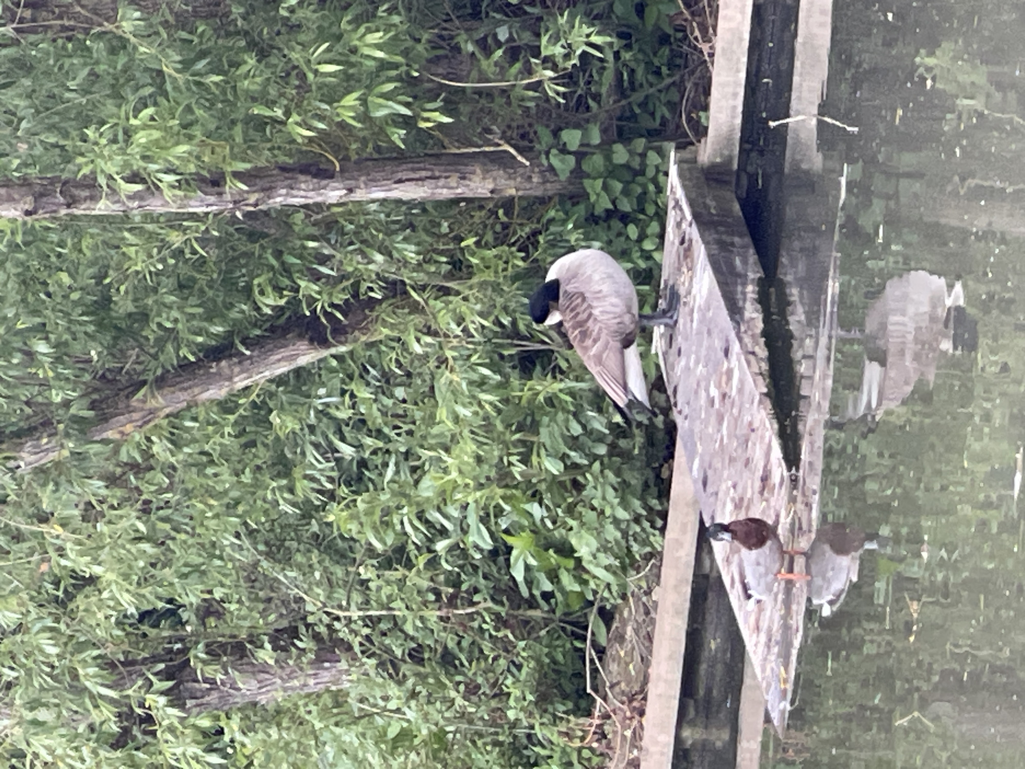 The image shows a goose standing on a wooden platform next to water. A pair of ducks are also present, reflected in the water. The background consists of lush green foliage, including trees and vines. The scene is likely outdoors and close to nature. It depicts wildlife in a natural setting.