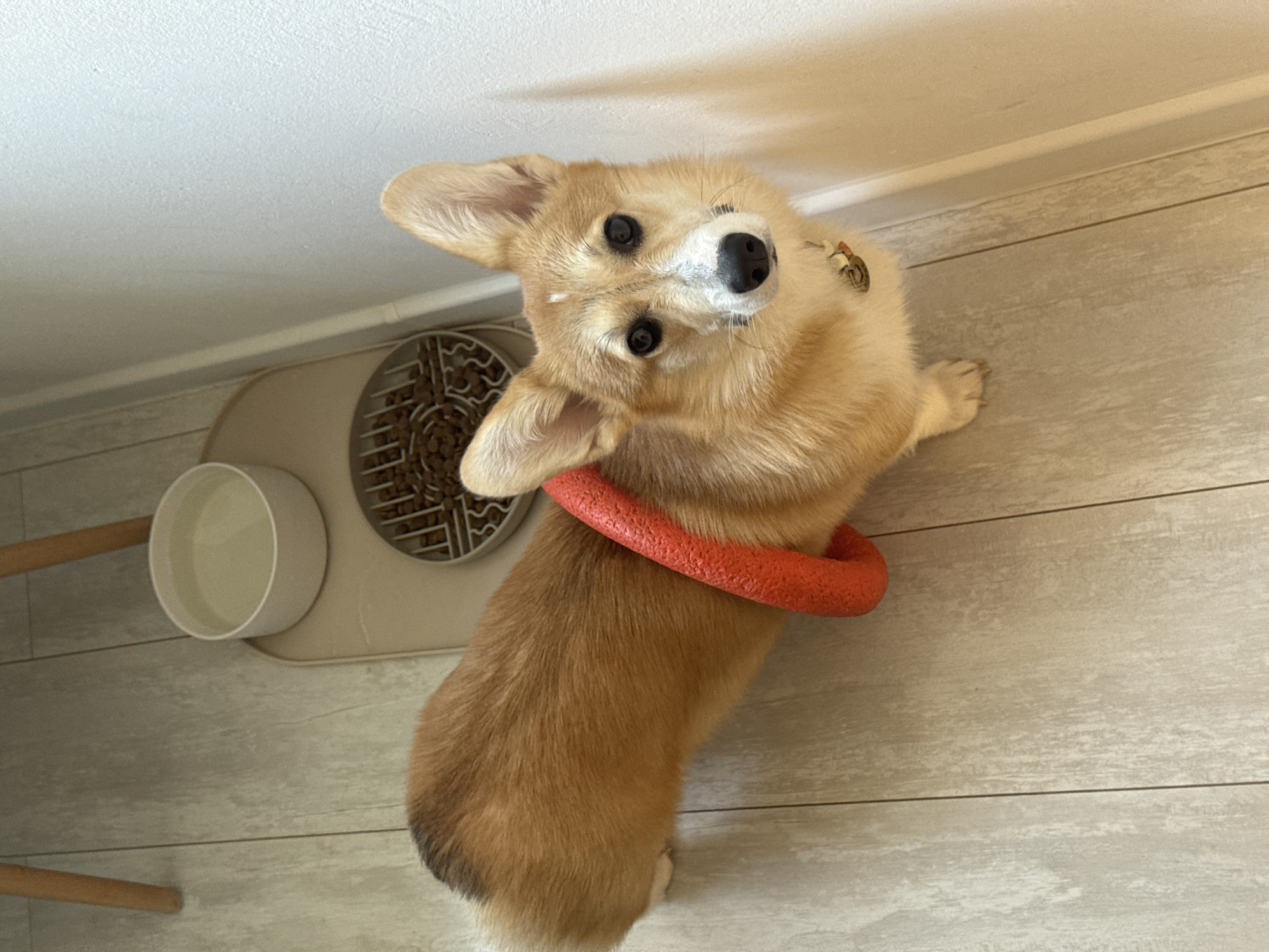 A corgi stands indoors, with a red ring around its neck. Next to the corgi is a tan-colored feeding station with a bowl of dry food and a water bowl. The corgi is looking up at the camera with its head tilted. The setting is an interior space with light-colored walls and wood-look flooring. There is no visible indication this image was taken in Chaikovsky, Russia.