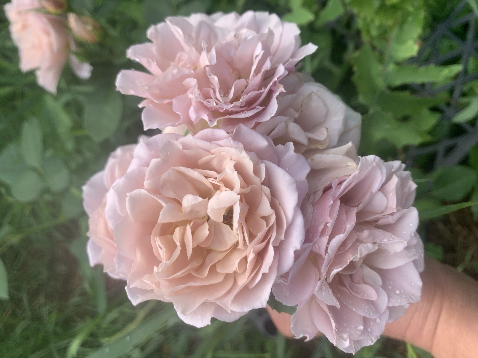 A close-up shot captures a cluster of pale pink roses, their petals delicate and tinged with a soft blush. Water droplets are visible on the velvety surfaces of the petals, suggesting recent rain or watering. The roses are held in a hand, partially visible on the lower left of the frame, with skin tone appearing fair. The background is a blur of lush green foliage, hinting at an outdoor garden setting. In the upper right of the frame, more roses and buds are softly out of focus. The overall lighting is natural and diffused, creating a gentle and romantic atmosphere.