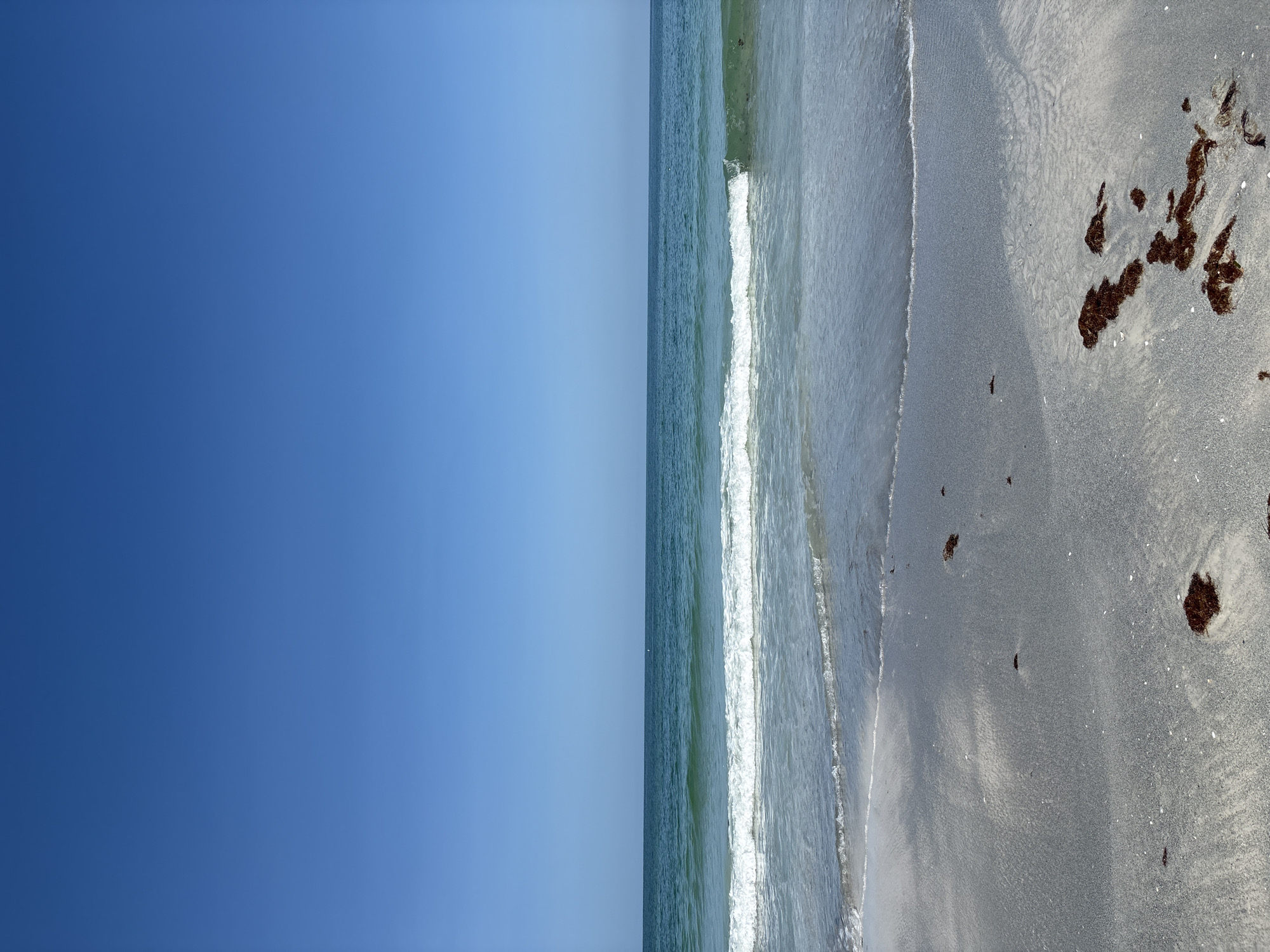 The image captures a serene beach scene under a clear, bright blue sky. The ocean, a vibrant teal, stretches to the horizon, with gentle waves breaking on the shore. The foreground features a sandy beach with scattered patches of dark, dried seaweed. The overall impression is one of tranquility and natural beauty.