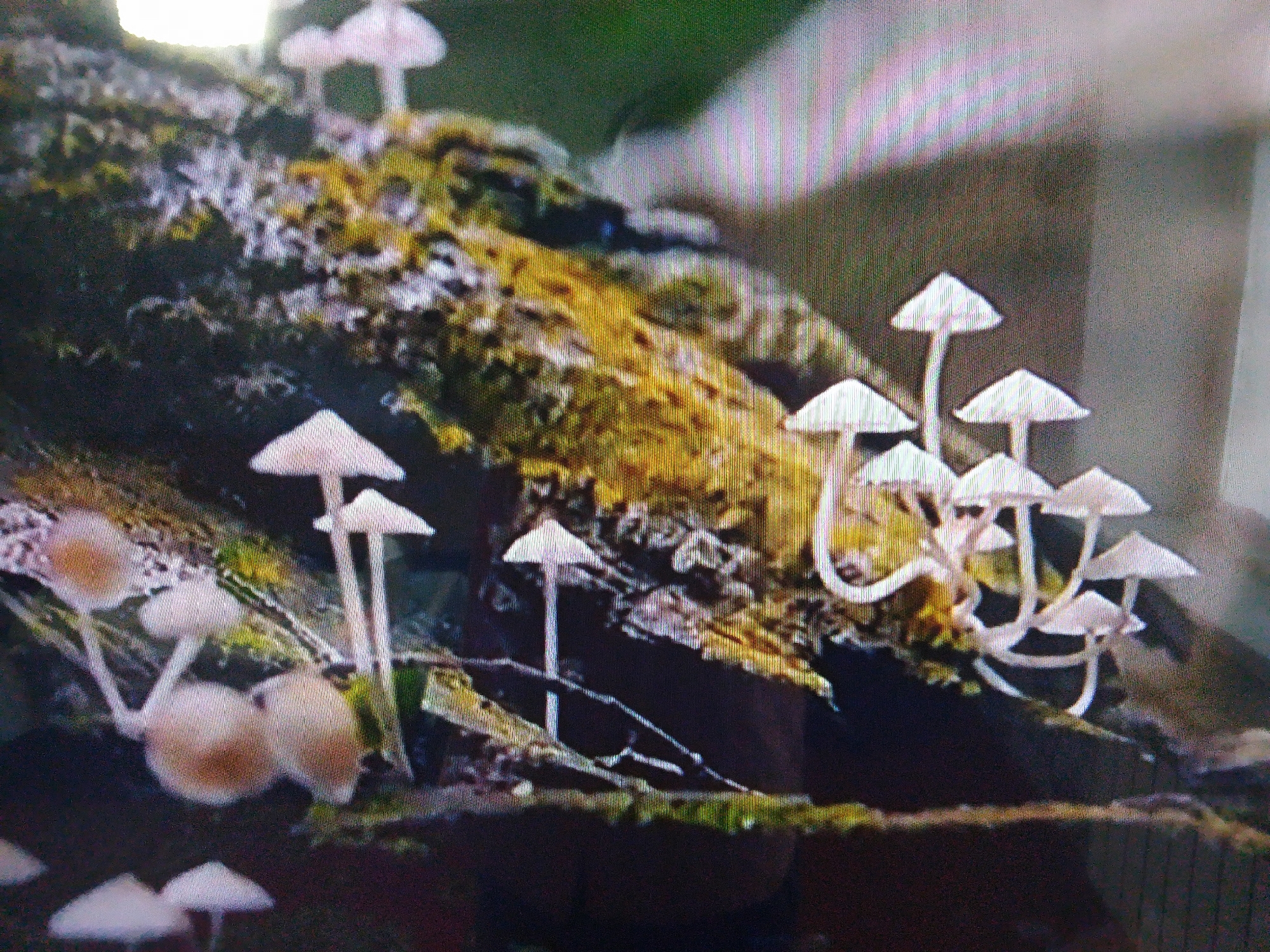 The image displays a cluster of small, white mushrooms growing on a moss-covered log. The log appears to be rough and textured, with patches of yellow and green moss. Several mushrooms are visible, with distinct caps and stems. In the background, a blurred green and brown area suggests foliage and possibly a light source. The image is grainy and shows vertical lines, indicating it might be a photograph taken from a screen or a low-resolution capture. The scene appears to be outdoors, in a natural environment. There are no people or signs of human activity present. The specific location in the city of Dushanbe, Tajikistan, cannot be determined from the provided image.