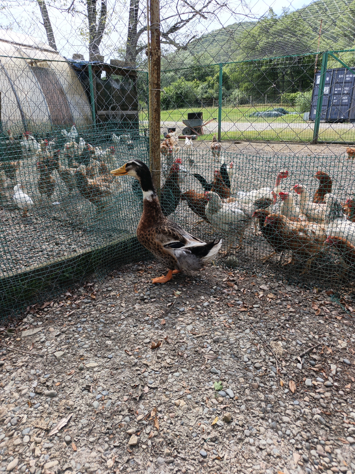 A domestic duck with brown, black, and white plumage stands in the foreground on a gravelly ground, its orange feet visible. The duck is facing left, with its beak pointing upwards. Behind the duck, a green wire fence encloses a pen filled with chickens of various colors, mostly white and brown. The chickens are crowded together, with some standing and others appearing to peck at the ground.
In the background, a large, curved structure covered with a translucent material is visible to the left, likely a greenhouse or shelter for the animals. Further back, a dark green shipping container with visible white text is situated on a grassy area. The landscape beyond the fenced area is lush with green trees and a rolling hillside under a bright sky, suggesting daytime. The overall setting appears to be a rural farm or enclosure. The text on the shipping container is partially visible and includes characters that appear to be Chinese or Japanese, followed by numbers like "501302 8" and "2361". There is no indication of specific weather conditions beyond the bright lighting. No people are visible in the image.