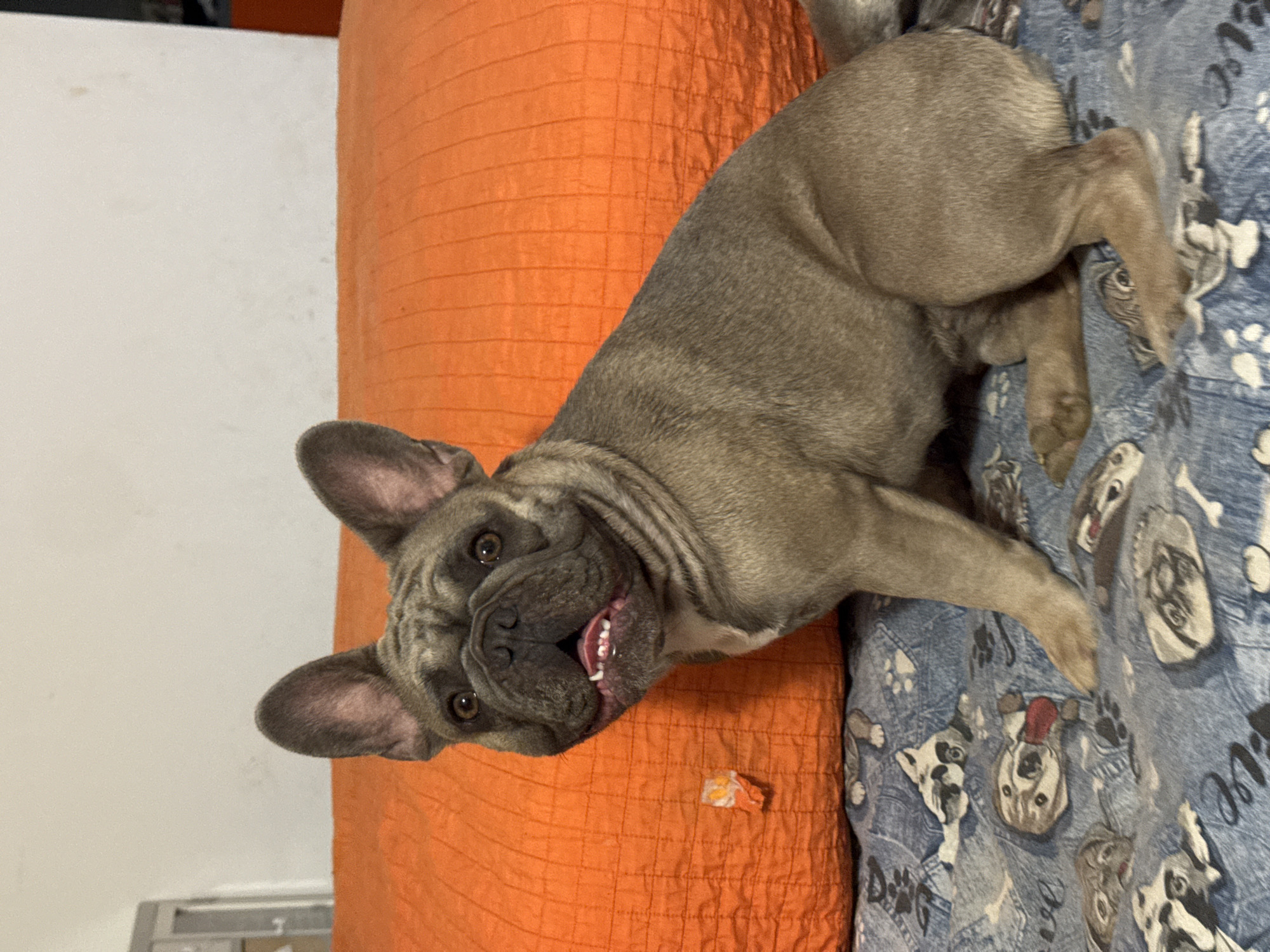 A brindle French Bulldog is seated on a blue patterned blanket, in front of an orange textured cushion. The dog is facing the camera with its mouth slightly open, tongue visible. The background consists of a plain white wall. The scene is indoors, likely in a domestic setting. The image does not contain any information that would allow for its localization in San Benedetto del Tronto, Italy.