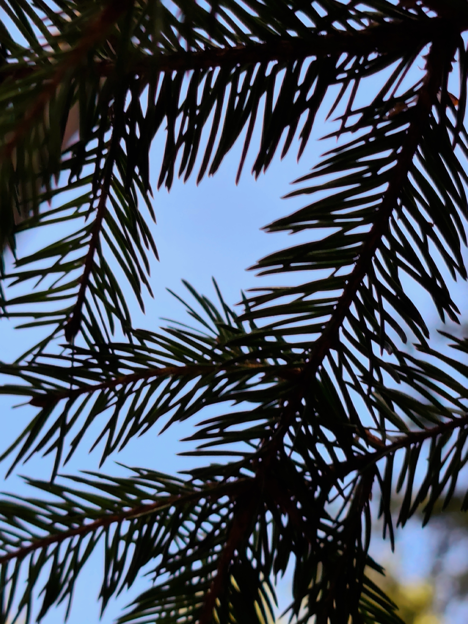 This media file presents an upward-angled, close-up view of coniferous tree branches silhouetted against a clear, bright blue sky. The branches, likely from a pine or spruce, display numerous dark green needles, which appear almost black due to the backlighting. The foliage frames an irregular shape of the vibrant blue sky in the center.
The image captures an outdoor scene, suggesting a forest, park, or natural area in Kratovo, Russia. The bright, cloudless sky indicates clear weather and daytime conditions, possibly morning or late afternoon given the warm tones subtly visible in some parts of the branches and a faint yellow-green blur in the bottom right, suggesting distant sunlit elements. No human subjects or man-made objects are visible, and there is no discernible activity taking place beyond the natural state of the trees. The strong contrast between the dark, textured needles and the smooth, luminous sky creates a serene and tranquil mood. There is no visible text.