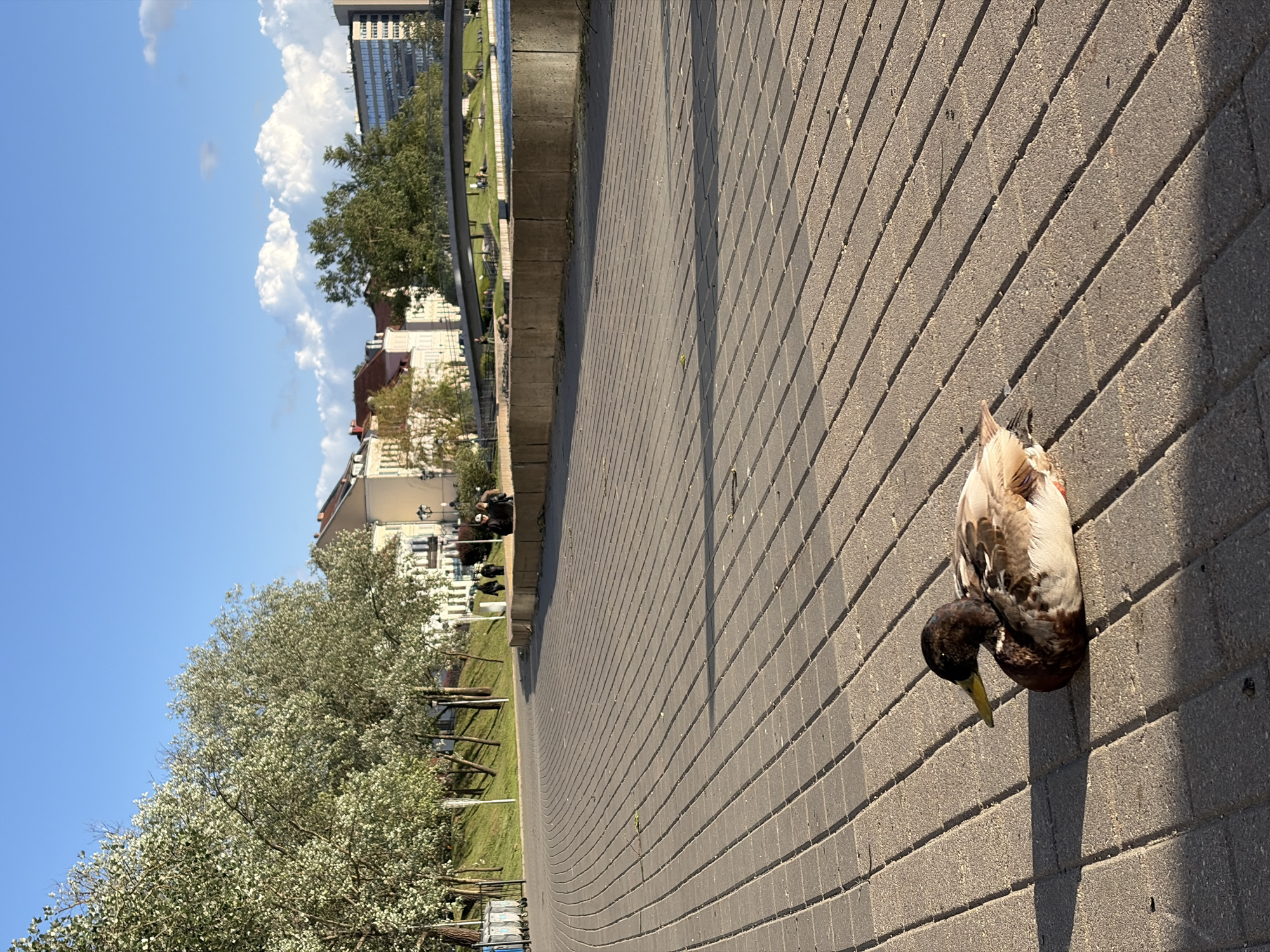 A duck stands on a grey brick sidewalk in Minsk, Belarus. Buildings, trees, and a blue sky with clouds can be seen in the background.