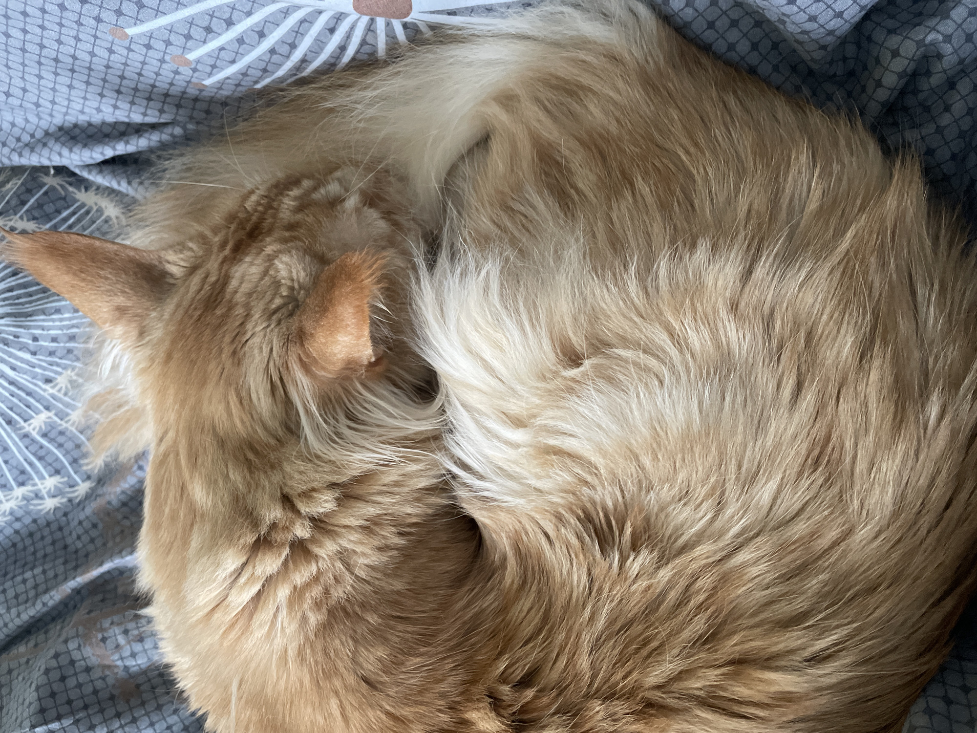 The image shows a curled-up, light orange cat sleeping on a gray patterned blanket. The cat's head is tucked in, and its tail is wrapped around its body. The cat is lying on a bedspread. The location, Rozsoshentsi, Ukraine, is not discernible from the image.