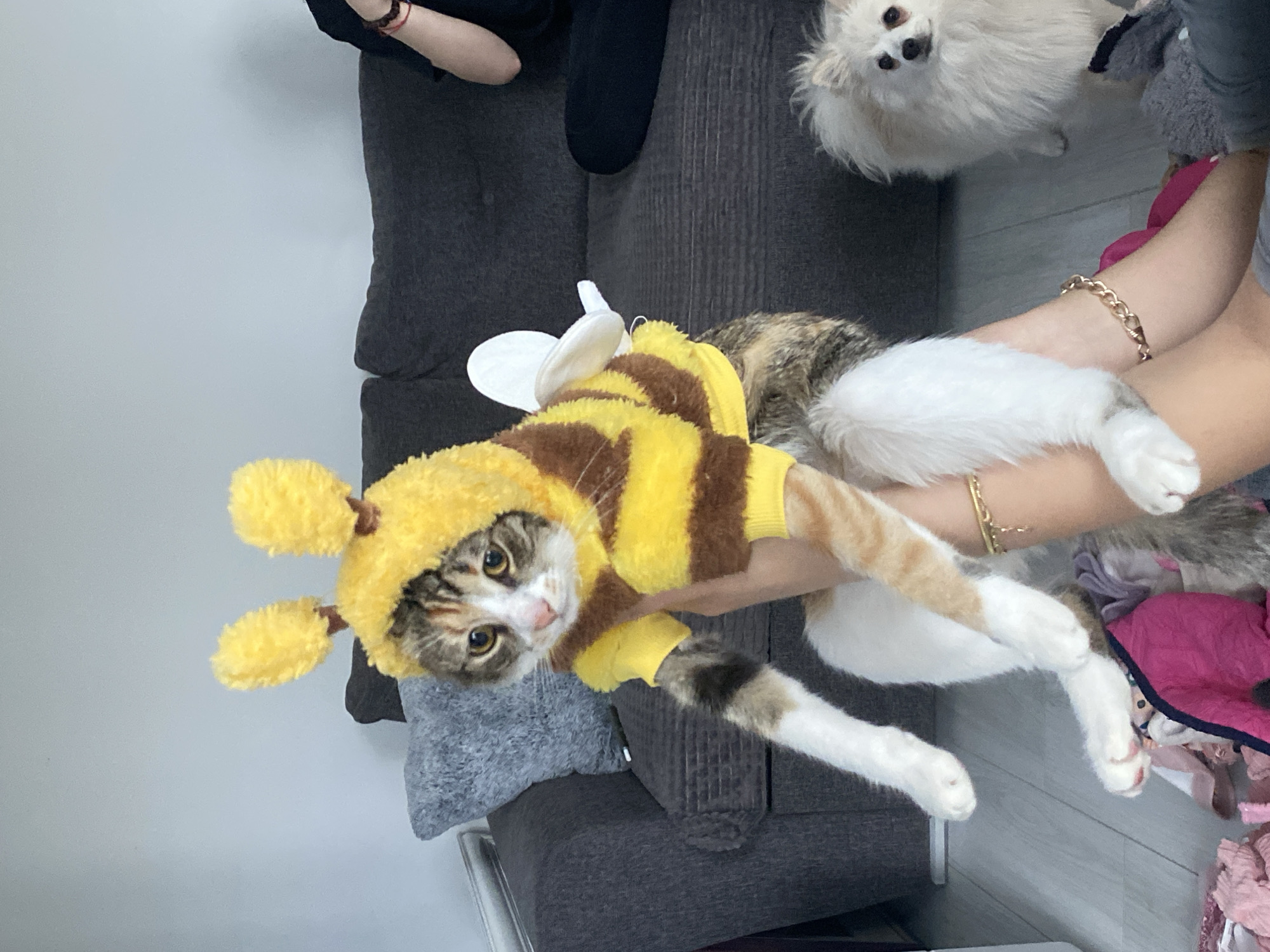 A cat wearing a bee costume is held in someone's arms. The cat has a yellow and brown striped outfit with a yellow hood that has two yellow antennae. The person holding the cat is wearing bracelets. A small white dog is visible in the upper right corner. The background includes a gray couch, a gray pillow, clothing, and a white wall. The location and city are not discernible from the provided image.