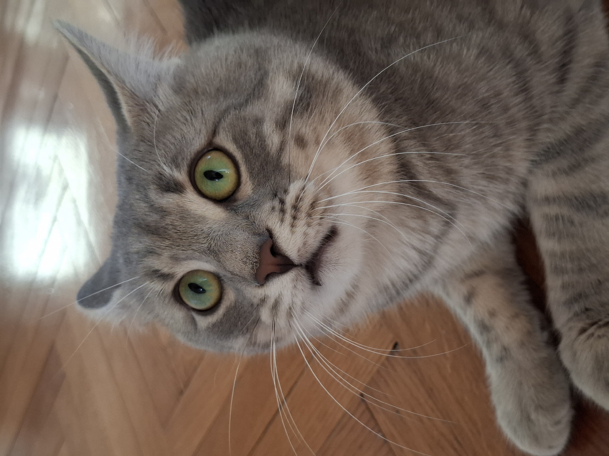 A gray tabby cat with green eyes is lying on a wooden floor. The cat is oriented with its head towards the upper left corner of the frame and its body extending towards the bottom right. The cat's gaze is directed upwards towards the viewer. The floor appears to be a hardwood or laminate surface with a reddish-brown color. There is no indication of location within Novi Sad, Serbia.