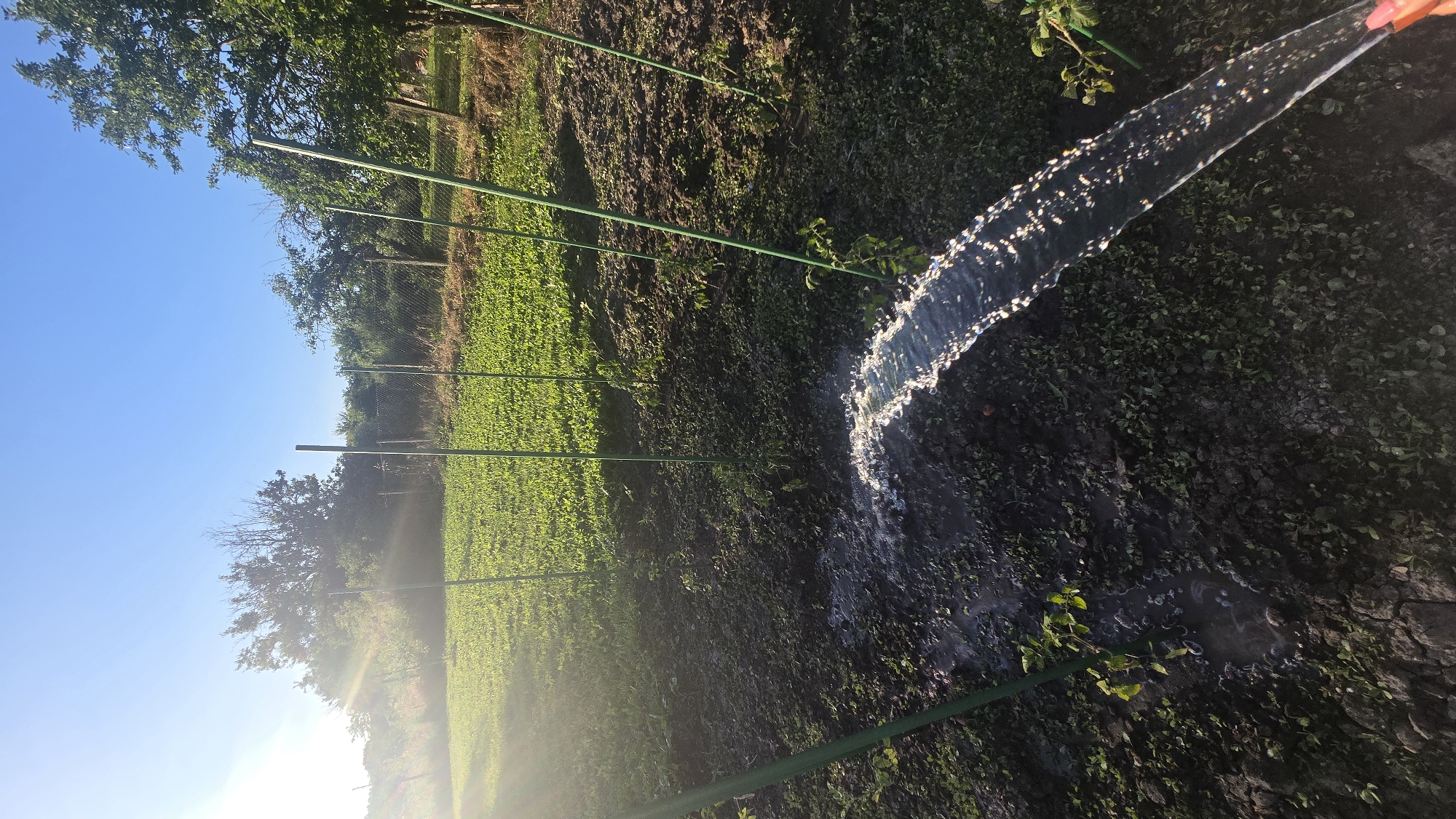 The image depicts an outdoor scene of a garden or agricultural field being watered. The perspective is from a high angle, looking down onto the scene.
The primary subjects are the water being sprayed from a hose, the plants in the field, and the support structures for the plants. A person's hand with pink nail polish is visible at the top right corner, holding the hose. The field is densely planted with small green plants, appearing lush and healthy, extending into the background. Several green poles are strategically placed throughout the field, likely serving as supports for climbing plants or a trellising system. The soil is dark and appears moist where the water has landed.
The activity taking place is the watering of the plants, with a clear stream of water arcing from the hose onto the soil and vegetation. The water is catching the sunlight, creating sparkling highlights.
Notable details include the bright, clear blue sky, suggesting good weather and likely daytime. The sunlight is strong, casting some glare and lens flare, particularly on the left side of the image. The presence of trees and a fence in the background provides context to the location, indicating it is a rural or semi-rural setting. The overall mood is one of diligent gardening or farming, with the emphasis on nurturing the crops.
There is no visible text in the image.