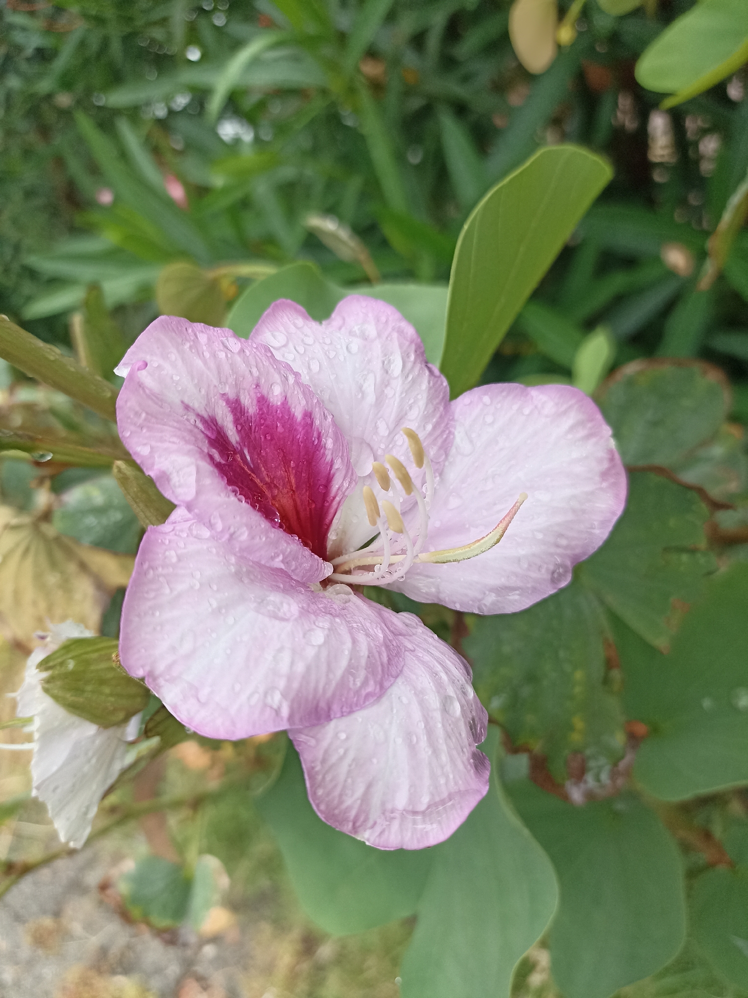 A close-up shot of a pink and red flower, possibly an orchid or similar species, covered with water droplets. The flower has several petals with a prominent dark pink/red coloration towards the center. The background consists of green foliage. The location, Yenişehir, Turkey, is not directly discernible from the image. There are no people, actions, or interactions visible.