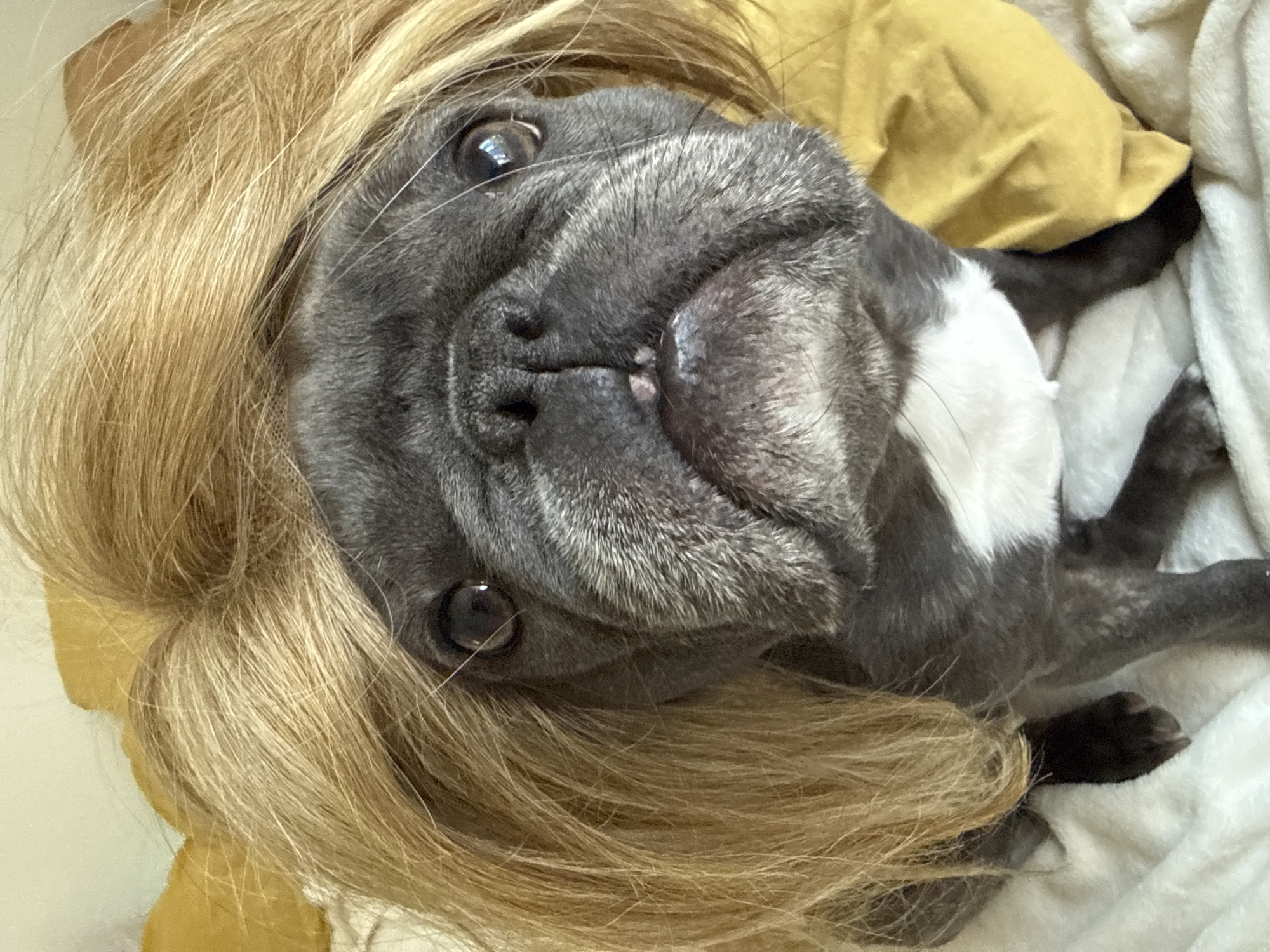 A French Bulldog wearing a blonde wig is pictured close-up. The dog has a grey coat with white markings on its chest. Its eyes are dark and round, and its snout is dark and wrinkled. The wig is styled in loose waves and covers the dog's head. The dog is lying down on a white, textured surface, possibly a blanket, with a yellow, crumpled object to its right. The background is blurred, but appears to be indoors. There is no indication of the location being in Bad Sachsa, Germany.