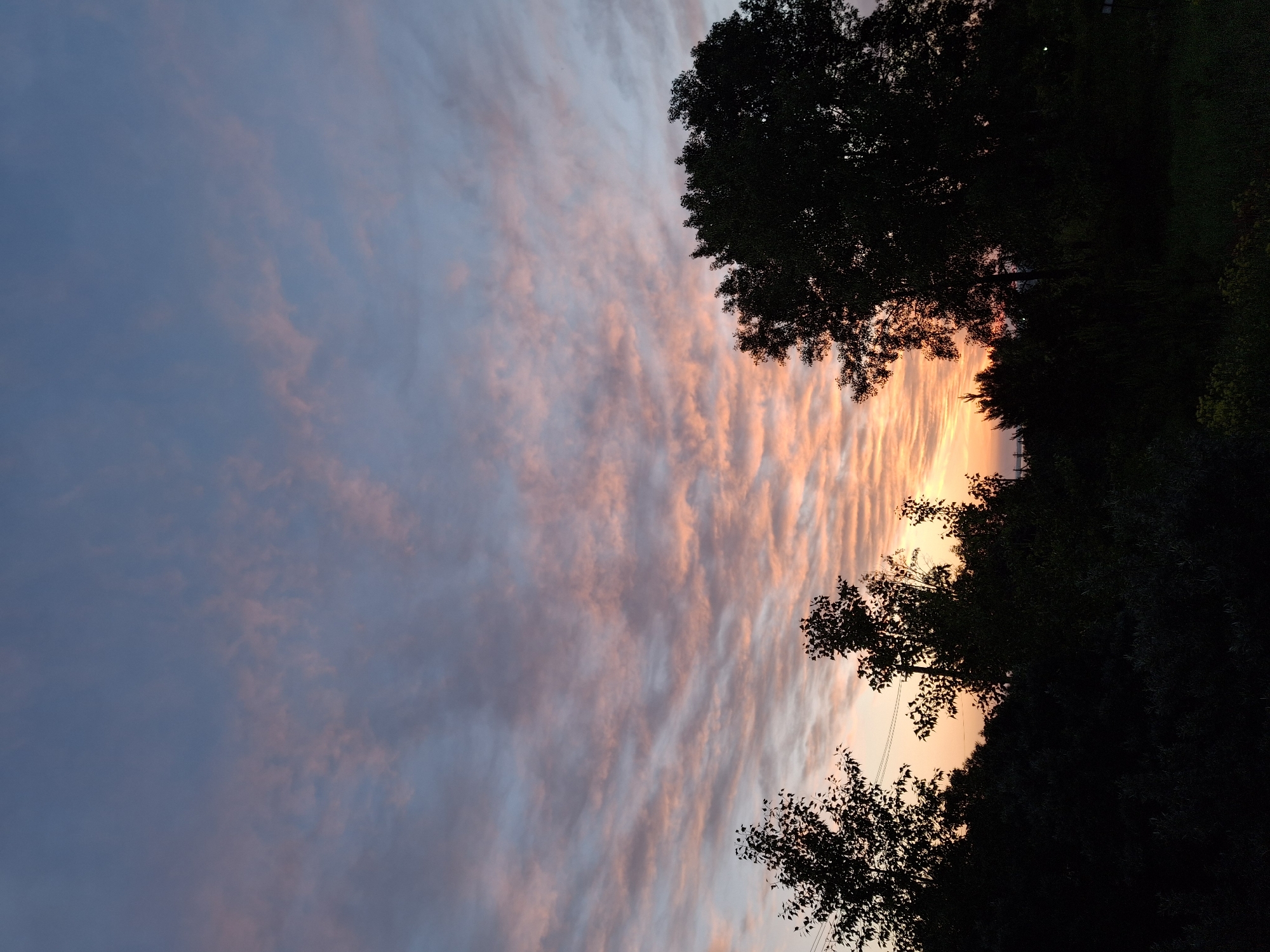 The image captures a vibrant sunset or sunrise over a natural landscape, presented in a vertical orientation. If rotated 90 degrees counter-clockwise, the scene depicts a horizontal vista with a prominent sky and a dark treeline.
The sky dominates the upper portion (left side in the current orientation) and transitions from soft blues and grays at the highest point to warm, brilliant oranges and pinks closer to the perceived horizon (right side in the current orientation). Numerous clouds, appearing as elongated, streaky formations (likely altocumulus or cirrocumulus), are intensely illuminated from below by the sun's low angle, giving them a rich, fiery glow. These clouds create a textured pattern across the sky.
A dense mass of trees and foliage forms a dark, silhouetted band along the right side of the image (or the bottom if rotated). The trees appear almost black against the bright sky, with the outlines of individual branches and clusters of leaves discernible. The irregular canopy suggests a natural woodland or a treeline. Faint, thin lines, possibly power lines, are visible weaving through the branches of some of the trees towards the perceived lower-middle.
The scene suggests either dusk or dawn, indicated by the dramatic coloration of the sky and the backlighting that creates strong silhouettes. The overall impression is one of natural beauty and tranquility. There are no visible people, specific activities, or discernible text within the image. The setting appears to be a natural environment, consistent with locations like Chaikovsky, Russia, though no specific geographical markers are present.