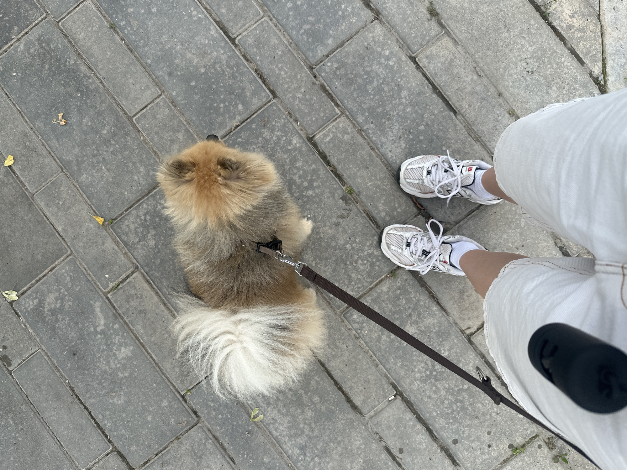 This is a top-down, eye-level shot of a person and their Pomeranian dog walking on a grey brick pathway in Votkinsk, Russia. The dog, fluffy and light brown with a white tail, is on a dark brown leash. The person, wearing white shorts and white athletic shoes with red accents and white socks, is holding the leash. The pathway is made of rectangular grey bricks laid in a staggered pattern. A few scattered yellow leaves are visible on the ground. The scene appears to be outdoors during daylight.