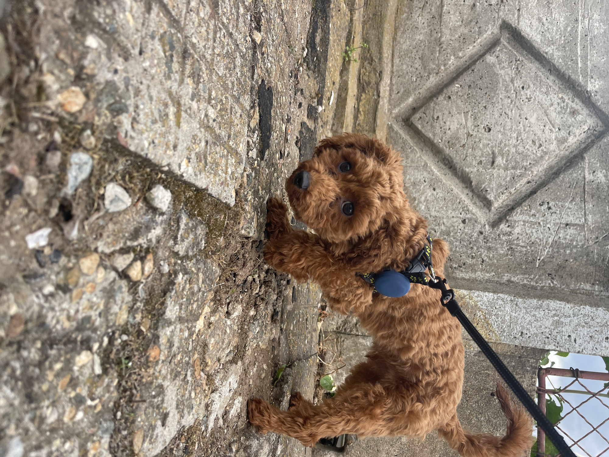 A small, curly-haired brown dog with a black leash and blue tag stands on a concrete structure in Sofia, Bulgaria. The concrete structure has a section with embedded stones and a section with a diamond-shaped indentation. The dog is positioned on the concrete and appears to be looking upwards. Part of a metal fence is visible in the background.