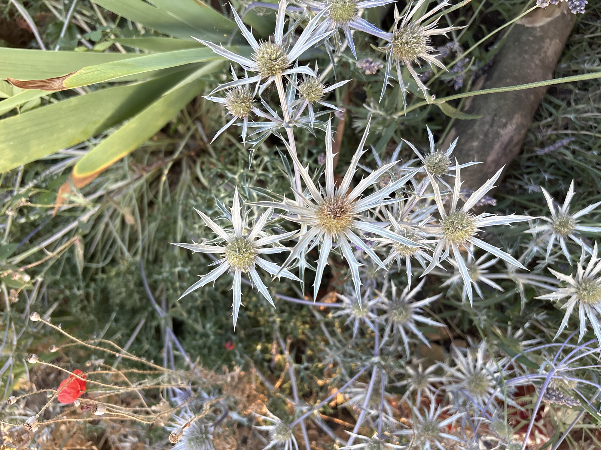 This is a close-up, high-angle, outdoor shot of a cluster of star-shaped, thistle-like flowers with silvery-blue petals. In the background, there are green iris leaves, and hints of dry, brown foliage and a single bright red poppy. A dark, rough wooden log runs diagonally across the lower right of the frame. The scene is located in a garden in Chelmsford, United Kingdom.