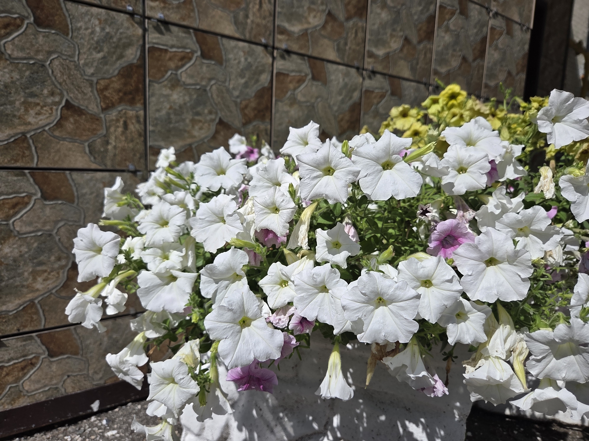 This is a close-up, eye-level, outdoor shot of a planter filled with white petunias and some pink accents, set against a textured wall with a stone-like pattern. The lighting suggests it is daytime, with some shadows cast on the planter. The background wall is composed of rectangular tiles in varying shades of brown and beige, arranged in an irregular pattern. The planter itself appears to be made of white material, possibly concrete or plaster, with a rough texture. Some of the petunia flowers are in full bloom, with their trumpet-shaped petals wide open, while others are partially closed or in bud. A few yellow flowers are visible behind the petunias, adding a touch of contrast. The overall scene is tranquil and decorative, suggesting a well-maintained outdoor space. The specific location within Ulyanovsk, Russia, cannot be determined from the visual information provided in the image.