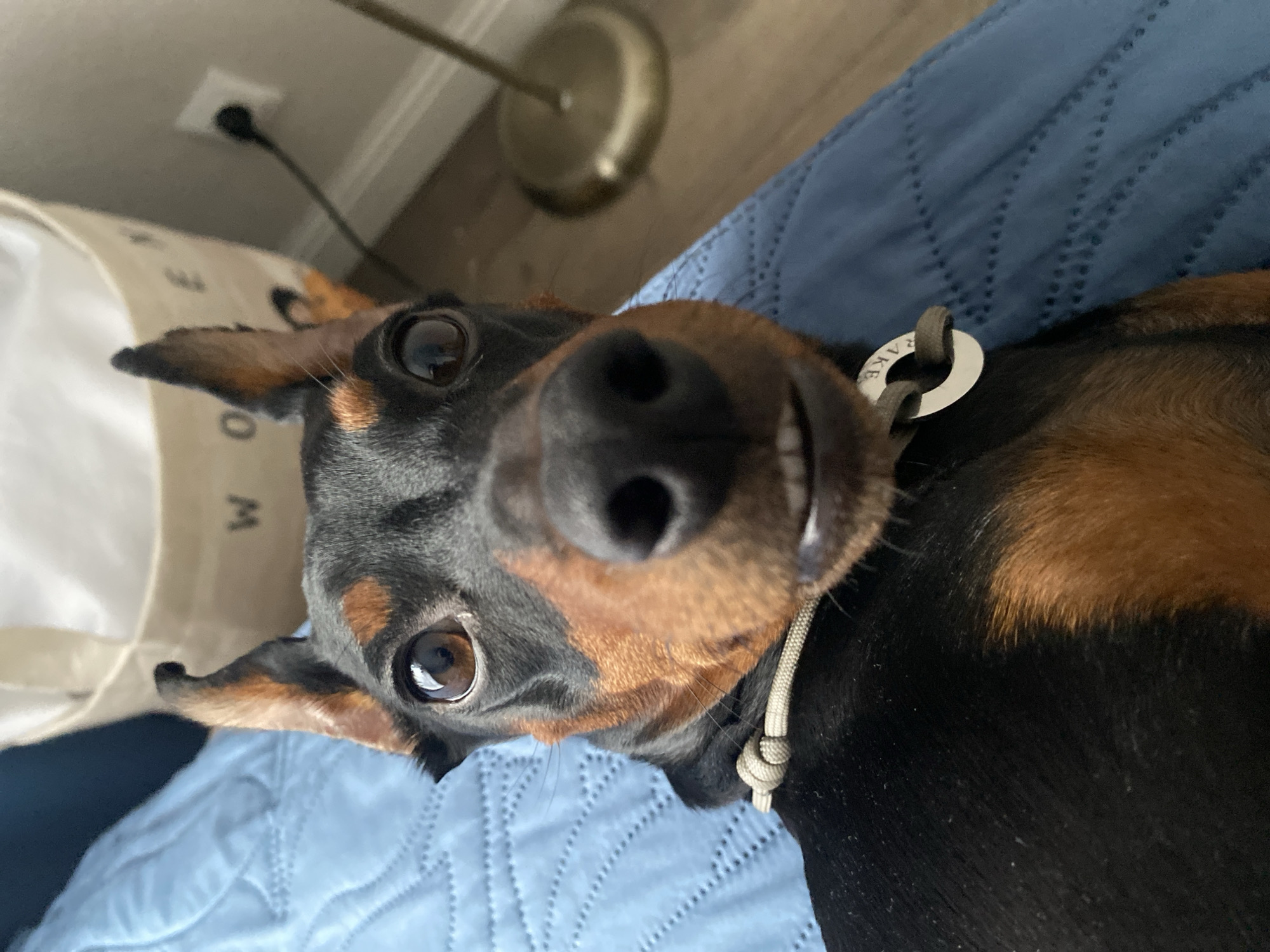 The image shows a close-up of a Miniature Pinscher dog lying on a blue quilted surface, possibly a bed or couch. The dog has black and tan markings, prominent ears, and a curious expression with its mouth slightly open, revealing its teeth. A gray paracord-style collar with a circular metal tag is visible around its neck. In the background, a cream-colored laundry basket with "WORK" visible on it, and a floor lamp are slightly out of focus. The overall setting appears to be a home environment. The image is a portrait of the dog, taken from a low angle. There is no indication of the location being Moscow, Russia.