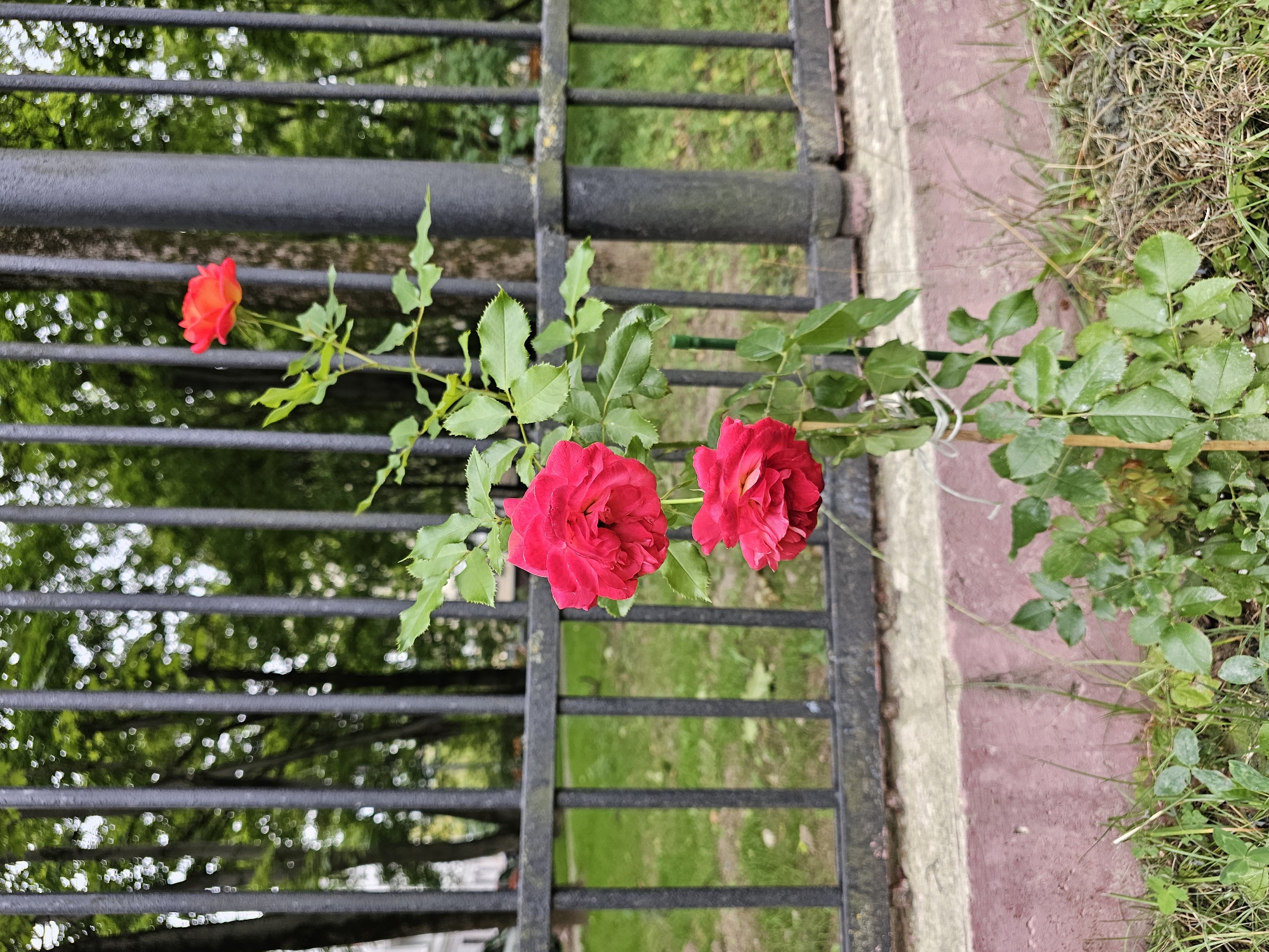 A close-up, vertical shot shows a rose bush with three blooms and green leaves in front of a black metal fence. The rose bush is tied to a wooden stake with white string. The fence is in focus, with trees and a building visible in the background through the bars. The bottom of the frame shows a red-painted concrete barrier with grass and weeds growing around it. The image is taken in the city of Khimki, Russia.