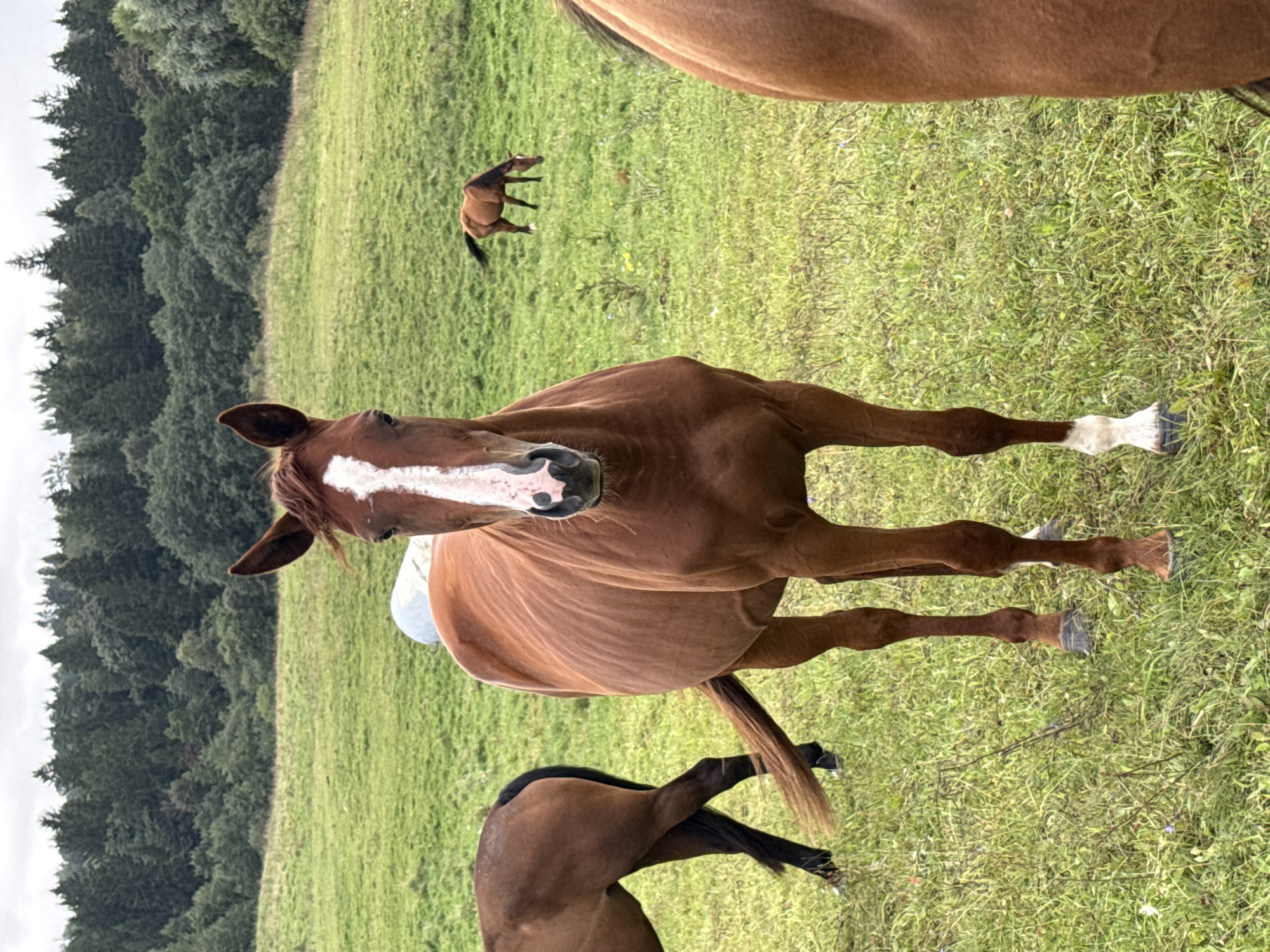 The image shows a group of brown horses in a grassy field with a treeline in the background. One horse in the foreground is facing the camera and has a white marking on its face. Another horse is partially visible on the left side of the frame, showing its hindquarters. In the background, a third horse is grazing. The sky is overcast. The location is identified as Galinė, Lithuania.