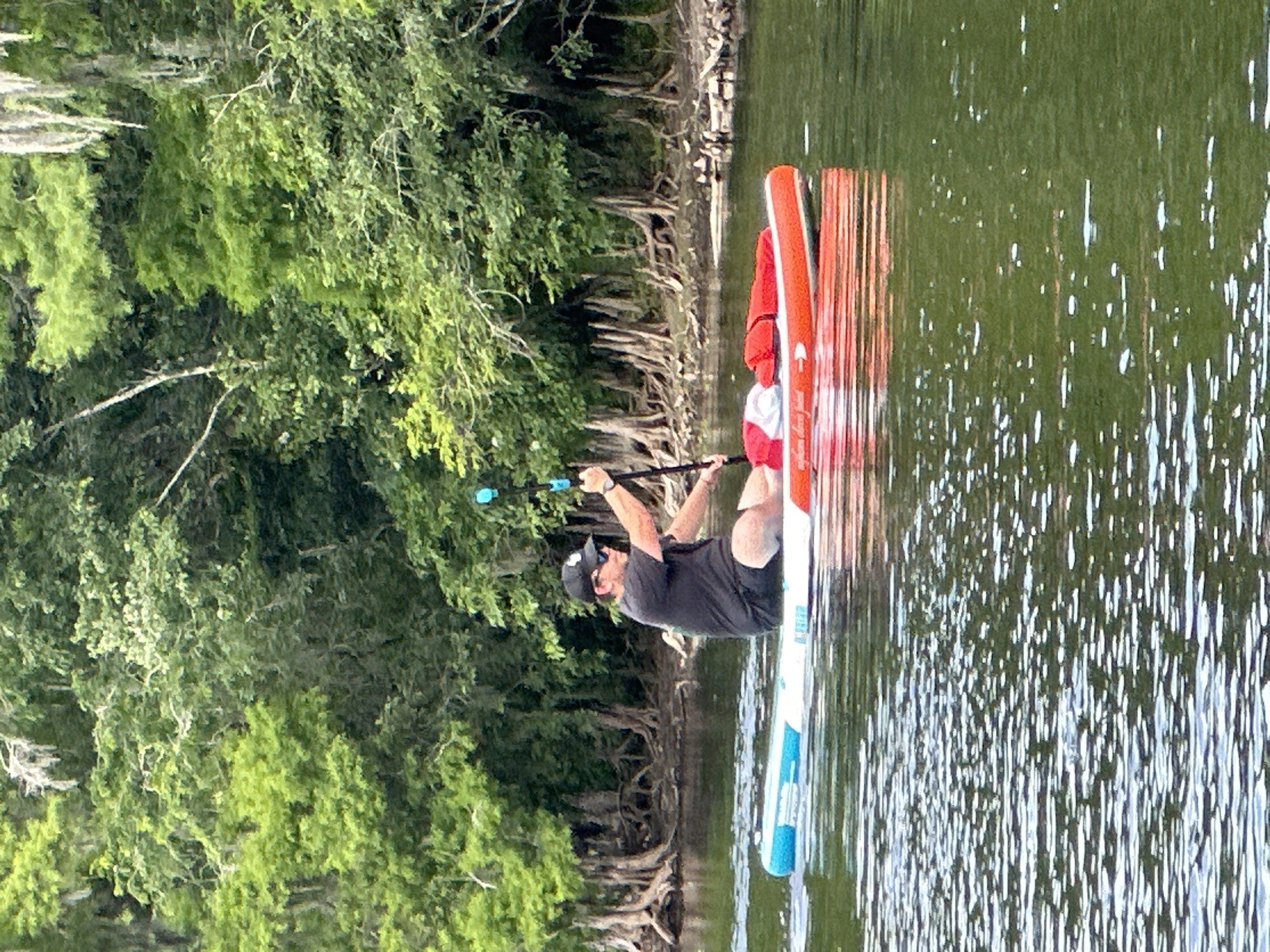 The image, rotated 90 degrees clockwise, captures a person paddleboarding on a tranquil body of water, likely a river or lake. The background is dominated by lush green foliage and visible exposed tree roots along the water's edge, suggesting a natural, possibly subtropical, environment.
The sole subject is an individual, appearing to be a male, dressed in a dark t-shirt, dark shorts, a cap, and sunglasses. He is positioned on an inflatable stand-up paddleboard (SUP), adopting a kneeling or low-sitting stance. Both hands are grasping a paddle, with the blade submerged in the water, indicating active paddling. A red life vest or buoyancy aid is visible on the board behind the person. The paddleboard itself features a white base with prominent bright orange/red sections and a light blue design towards the front.
The scene takes place during the daytime, under bright and clear conditions, as evidenced by the sparkling light reflections on the water's surface. The water is calm, offering a slight reflection of the surrounding trees and sky. The overall atmosphere is one of peaceful outdoor activity. No clearly legible text is discernible on the paddleboard or paddle. Given the location context, this activity is set in or around Tampa, United States.