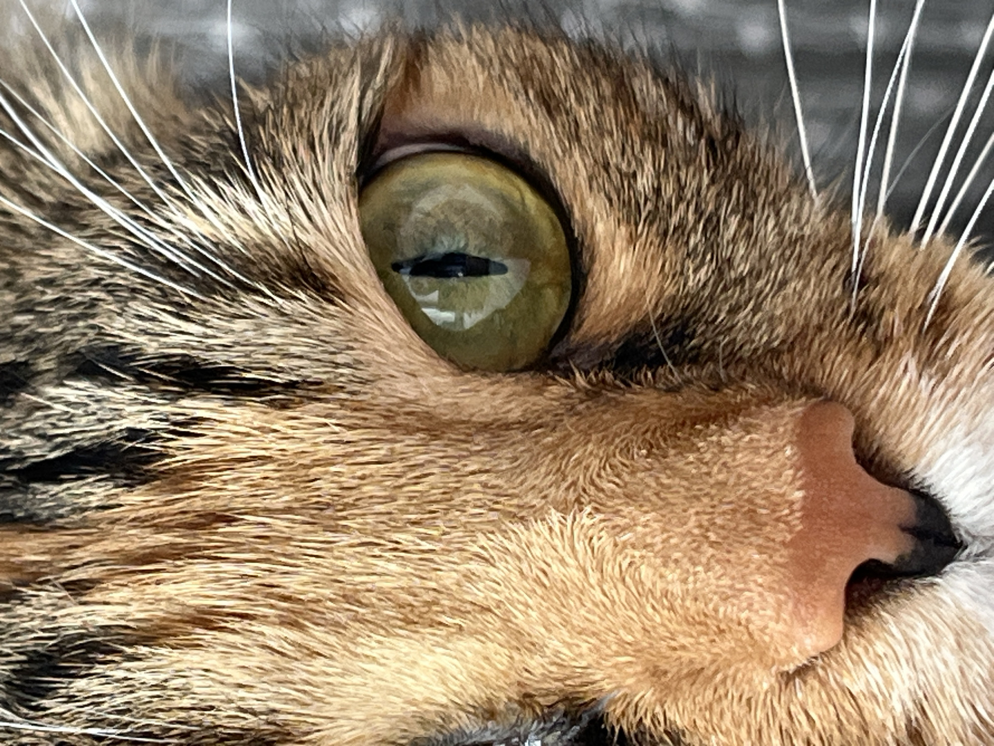 This is a close-up, eye-level shot of a cat's face, focusing on its right eye and nose. The cat has green eyes with a slit pupil, and its fur is a mix of brown, black, and tan stripes. The lighting suggests it might be daytime, but the setting is unclear beyond it being an indoor or outdoor environment where the cat is comfortable. The cat's expression is neutral and calm. There is no visible text in the image. The location context of Nizhny Novgorod, Russia, is provided externally and cannot be inferred from the image itself.