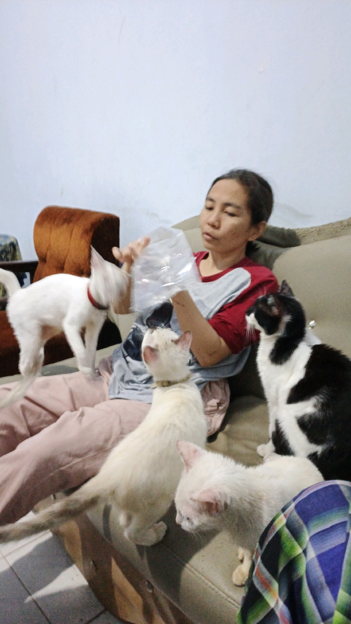 A woman sits on a couch, holding a plastic bag, in what appears to be a residential setting in Campurdarat, Indonesia. She is wearing a red and gray t-shirt and pink pants. Four cats are present: a white cat standing on her lap, a cream-colored cat sitting in front of her, a white cat with pink ears to the right of the cream-colored cat, and a black and white cat sitting to the right of the cream-colored cat. The woman is interacting with the cats, possibly offering them something from the plastic bag. The couch is upholstered in a beige fabric, and a brown upholstered chair is visible behind the woman. The wall behind the subjects is light-colored.