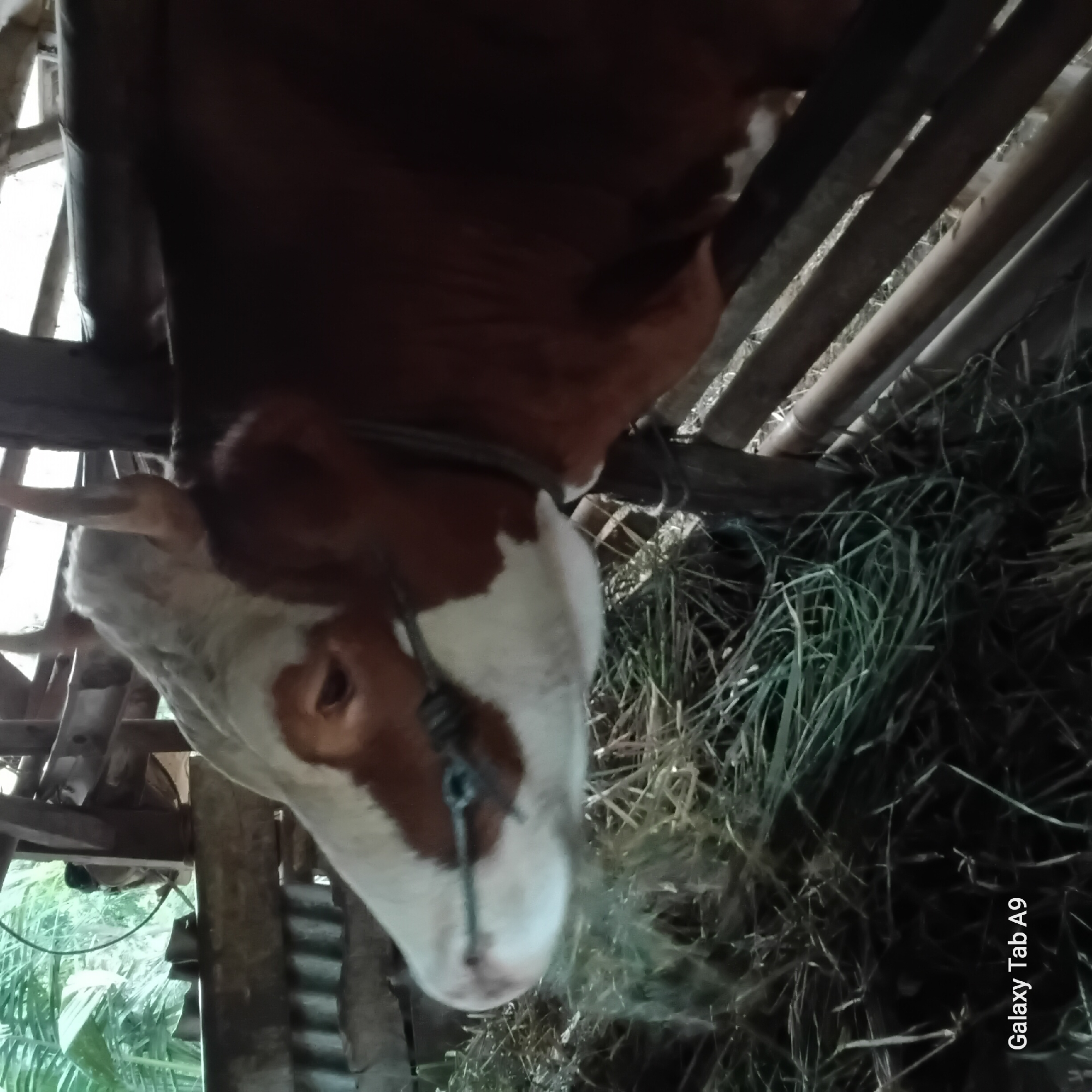 A brown and white cow is in a stable, with its head lowered and eating hay. The cow is tethered by a rope around its neck. The stable appears to be made of wood and bamboo, with a roof of palm fronds. The scene is set in a rural area, possibly in the city of Trenggalek, Indonesia. The ground is covered in hay and animal droppings. The lighting is dim, with natural light filtering in from the open sides of the stable. The image is taken from a low angle, looking up at the cow.