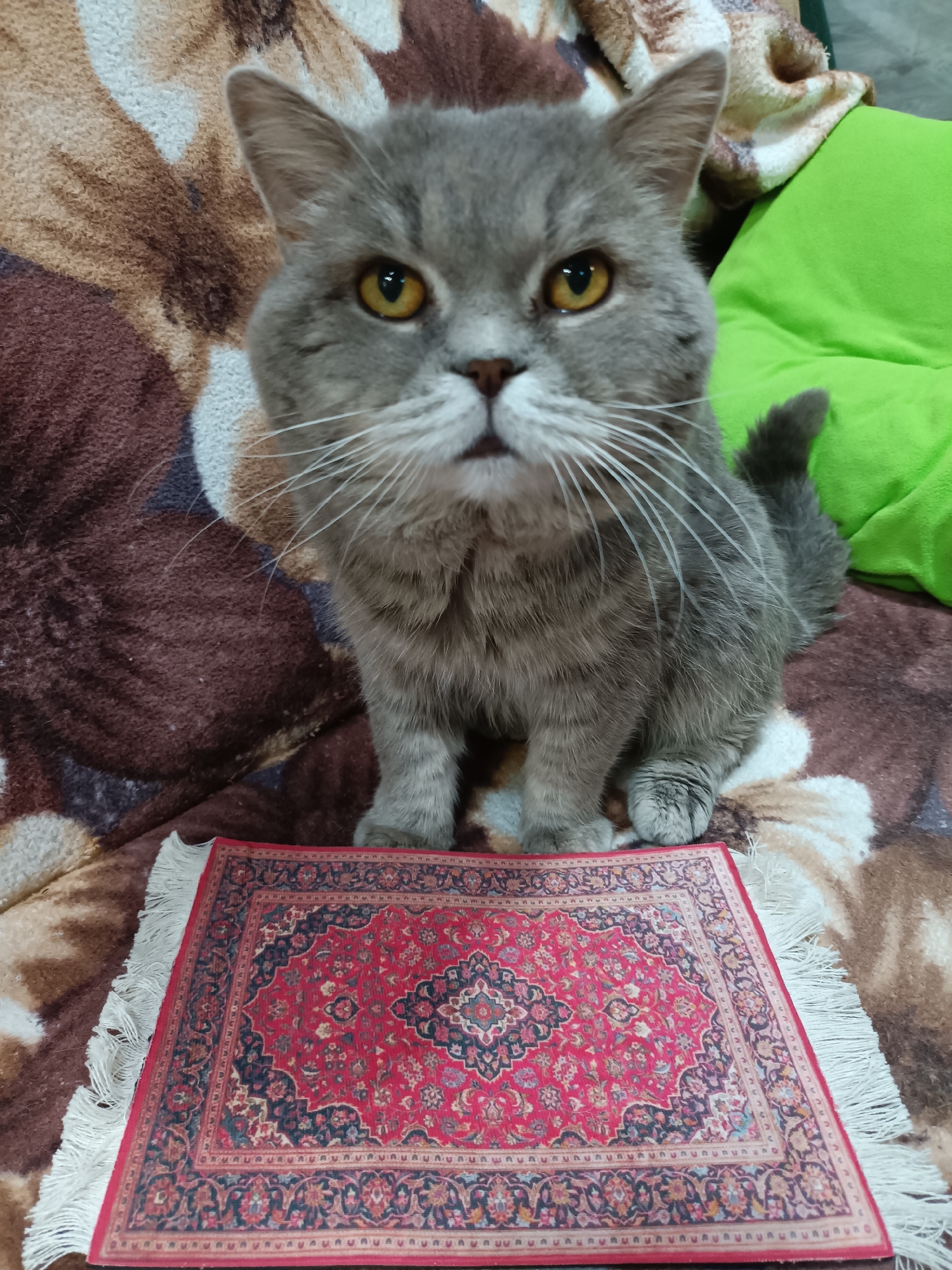 A medium shot captures a British Shorthair cat, predominantly gray with yellow eyes, sitting upright on a brown and cream patterned blanket. In front of the cat, on the blanket, is a small, intricately designed red Persian rug with white fringe. The cat is positioned centrally in the frame, facing the camera directly, with its front paws placed on the rug. Behind the cat, a bright green pillow is visible. The image appears to be taken indoors, likely in a domestic setting, with no specific indications of its location within Bataysk, Russia, or any outdoor elements. The lighting is even, and the focus is sharp on the cat and the rug.