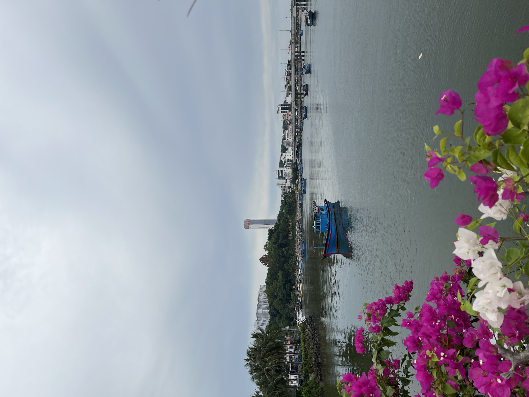 This image depicts a waterfront scene in Nha Trang, Vietnam, with a focus on the Cai River. In the foreground, vibrant pink and white bougainvillea flowers spill into the frame from the left and bottom edges, contrasting with the muted tones of the water and sky.
The river itself is calm and reflects the overcast sky. Several small fishing boats are scattered across the water. One prominent blue and red fishing boat is positioned in the mid-ground, appearing to be stationary. Further back, a bridge spans the river, with a line of buildings and trees visible on the opposite bank.
Dominating the skyline on the left is a dense cluster of palm trees leading to a row of modern, multi-story buildings. To the right of the palm trees, a distinctive reddish-brown tower, likely a historical structure, is visible, juxtaposed with a very tall, modern, red-accented skyscraper. The overall impression is a blend of natural beauty and urban development characteristic of a coastal city. The sky is heavily overcast, suggesting a cloudy or potentially rainy day. No people are clearly visible in the image, though the presence of multiple boats implies fishing activity.