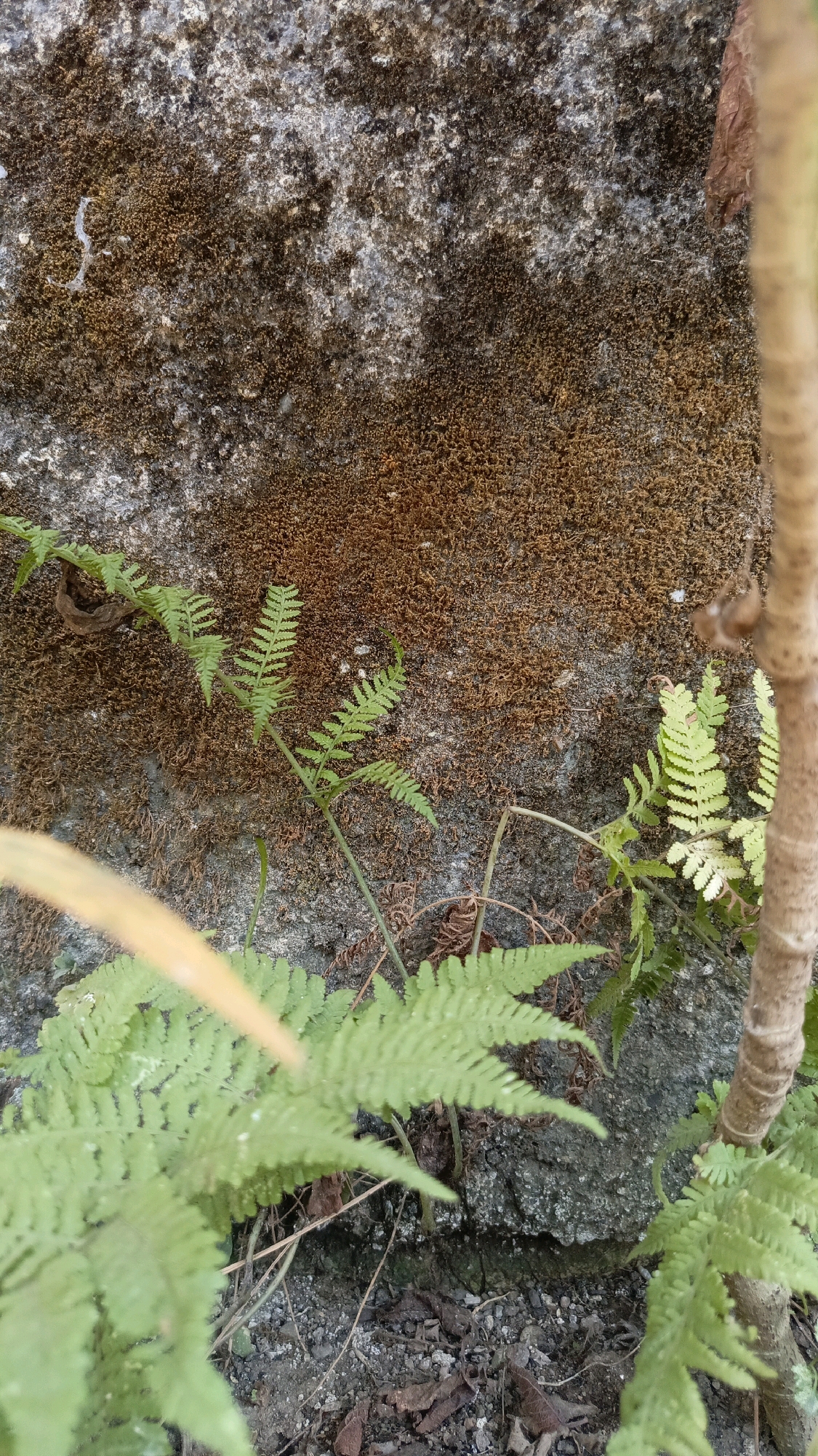 The image captures a close-up view of a moss-covered stone wall with ferns growing at its base. The stone wall is rough and textured, with patches of brown and grey moss. Several fronds of bright green ferns emerge from the ground and climb partially up the wall. In the foreground, a blurry yellow leaf or branch partially obscures some of the ferns. To the right of the frame, a portion of a light brown, textured tree trunk is visible. The ground at the base of the wall is covered with small stones, soil, and some dried leaves. The scene appears to be in an outdoor environment, likely a garden or natural area, with soft, diffused lighting. The specific location in Kebumen, Indonesia, is not explicitly identifiable from the visual elements alone but the presence of tropical flora suggests a warm climate.
