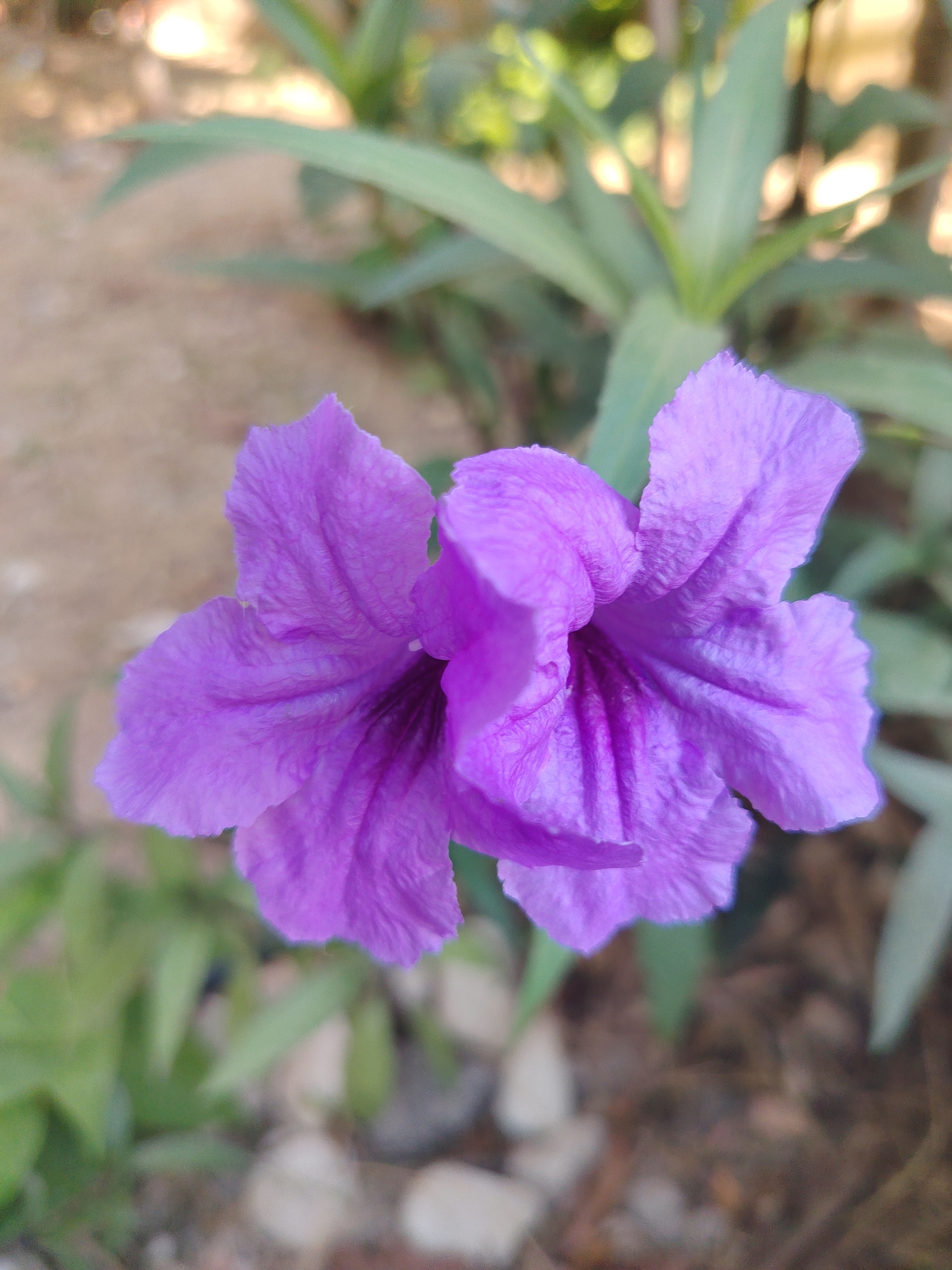 A close-up, portrait-oriented shot focuses on two vibrant purple flowers in the foreground, with blurred green foliage and brown earth in the background. The flowers, which appear to be water cannas, are characterized by their delicate, ruffled petals and deep purple hues, with visible veins running through them. The lighting suggests an outdoor setting, possibly a garden or natural environment. The background is softly out of focus, creating a bokeh effect with indistinct shapes of leaves and earthy tones, suggesting a location in Konyaaltı, Turkey, known for its natural beauty and coastal flora. There are no people or animals visible in the image. The overall scene is serene and natural, highlighting the intricate details of the flowers.