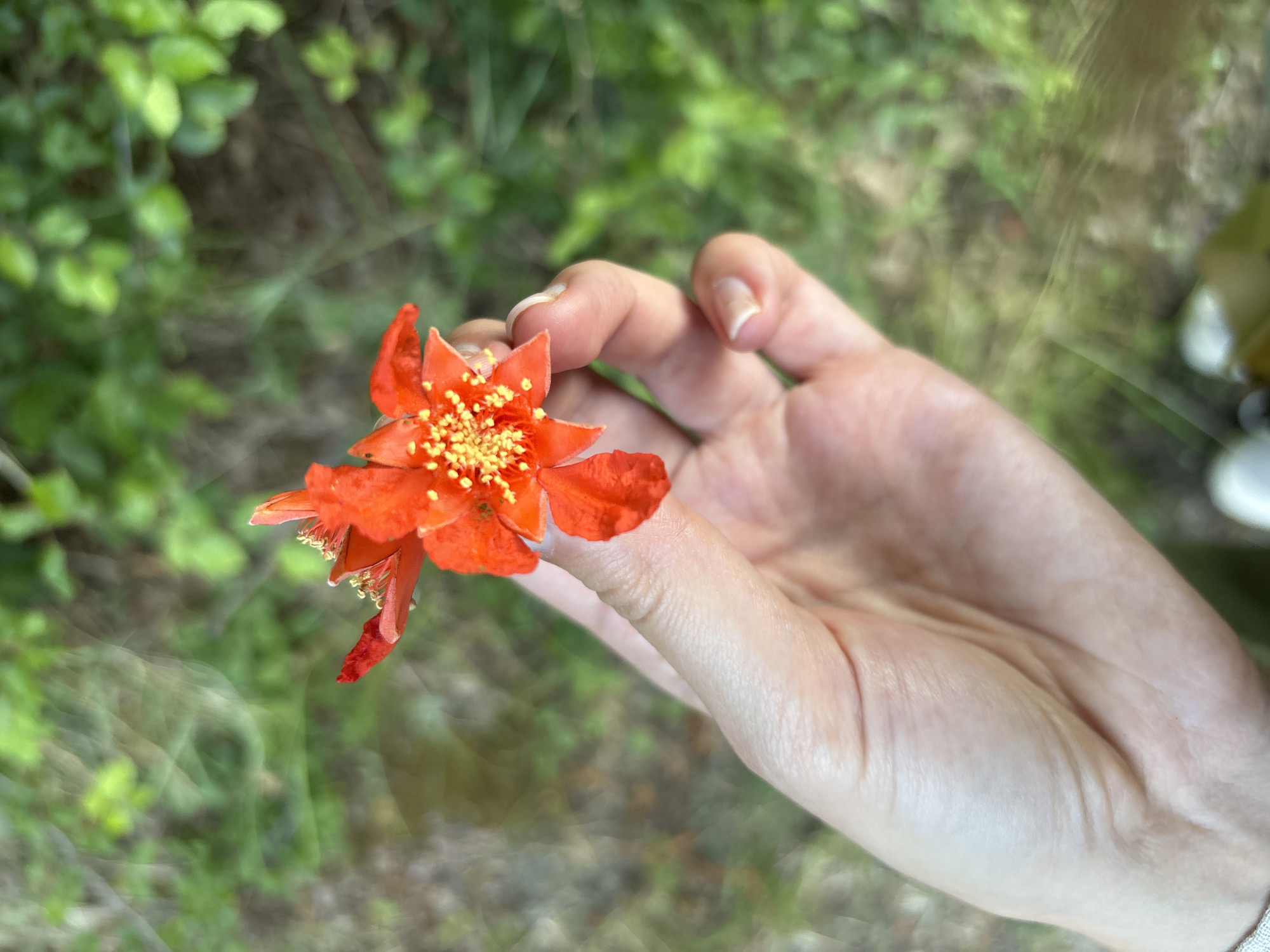 A hand is holding two bright orange flowers with yellow stamens. The hand is positioned in the foreground of the image, with the flowers obscuring part of the palm. The background is a blur of green foliage. The image does not contain any elements that would allow for the determination of its location in the city of Čučuci, Montenegro.