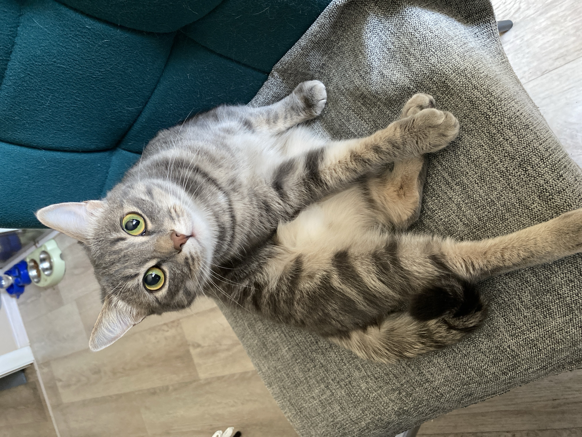 A domestic shorthair cat with gray tabby markings is lying on a gray upholstered chair. The cat is on its back, with its paws crossed and extended. The cat's head is turned to face the camera, with green eyes. To the left of the chair is a teal-colored cushioned chair. The floor is light-colored wood or laminate. A pet feeding station is visible in the background. The location is likely indoors. The location in the city of Марковский, Russia is not identifiable from the image.