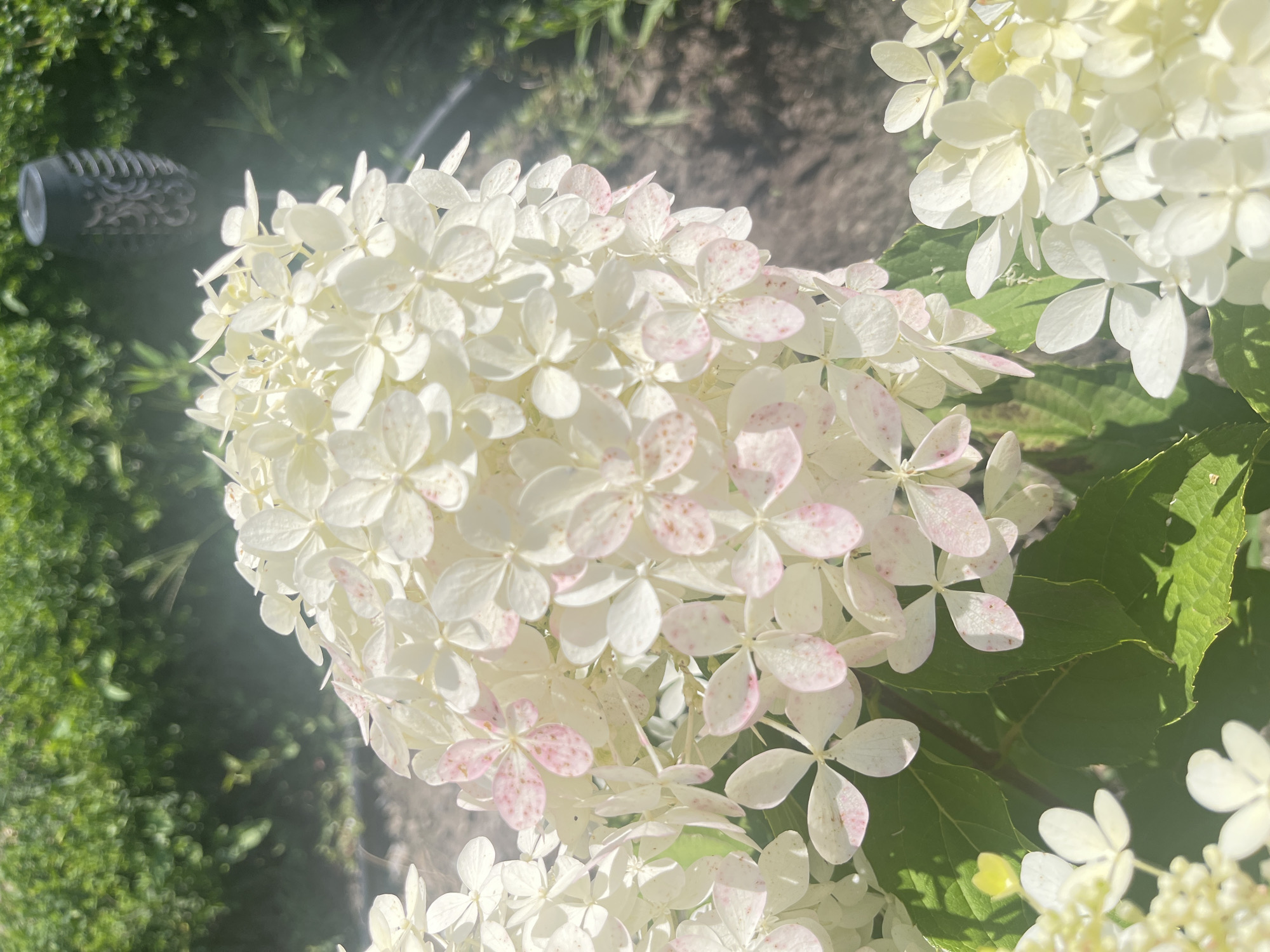 A close-up shot shows a large cluster of white hydrangea flowers, with some petals displaying pink speckles. The flowers are in focus, with the background blurred into green foliage and patches of dark soil. A dark, decorative garden light is visible in the upper right corner, partially obscured by the blooms. The image captures a natural outdoor setting, likely a garden, with sunlight filtering through the leaves. There are no people or animals present in the scene.