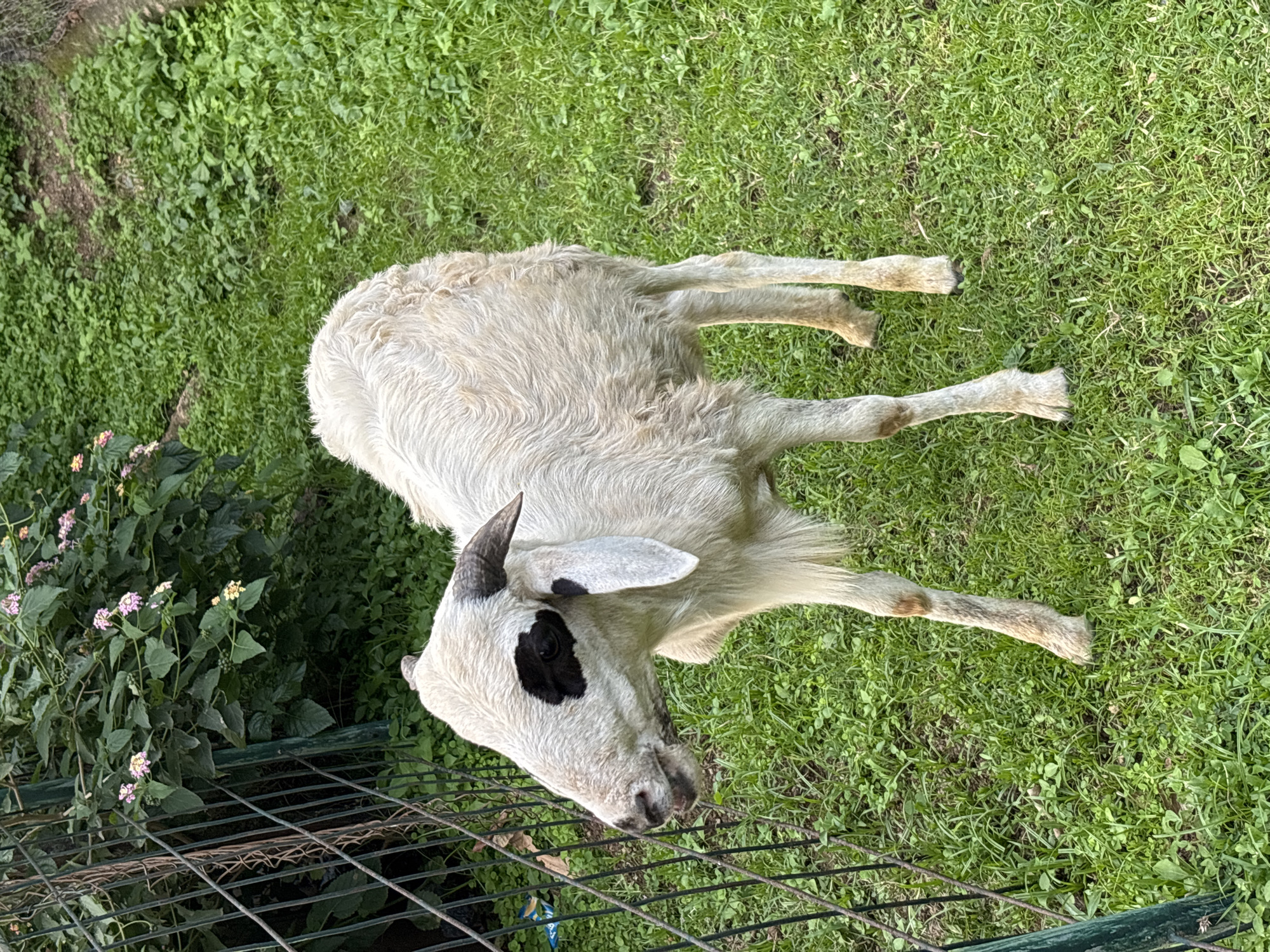 An adult goat with white wool and black markings around its eyes and ears stands on a patch of green grass, next to a dark green metal fence. The goat is facing left, with its head slightly lowered. Behind the goat, a dense green bush with small pink and yellow flowers is visible. The ground is covered in lush green grass. The scene appears to be outdoors in a garden or yard.