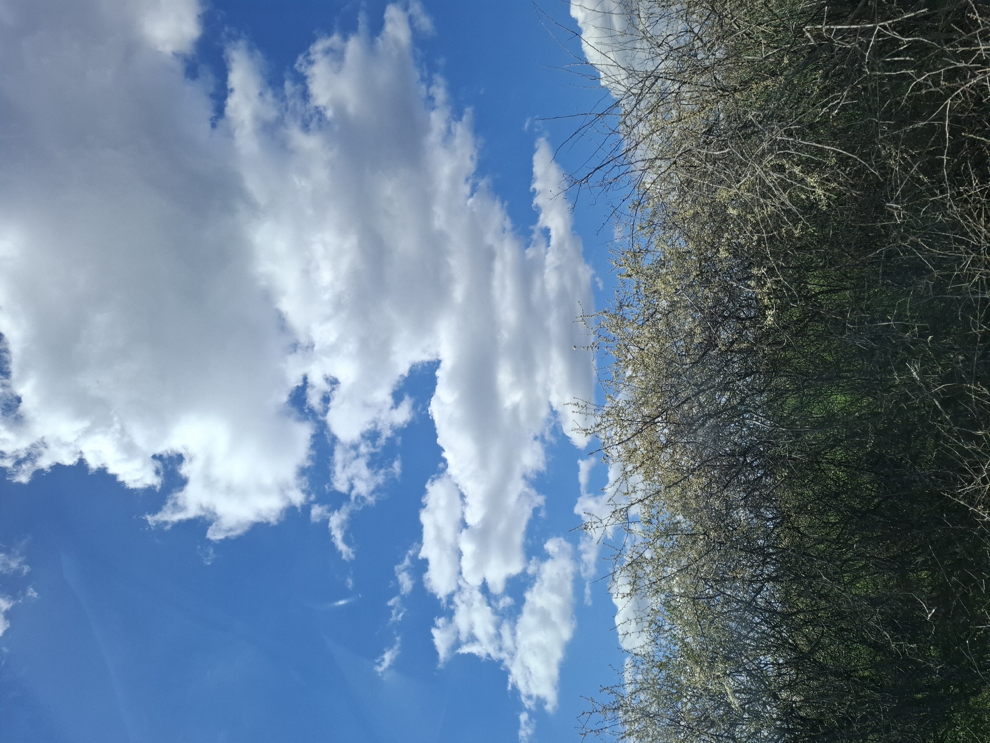 The image presents a view of the sky with cumulus clouds and a tree line against the blue sky, near Gramada, Bulgaria. The clouds are white and fluffy. The trees are in bloom with small white flowers or buds. The photograph has an upward angle. The background shows a bright blue sky.