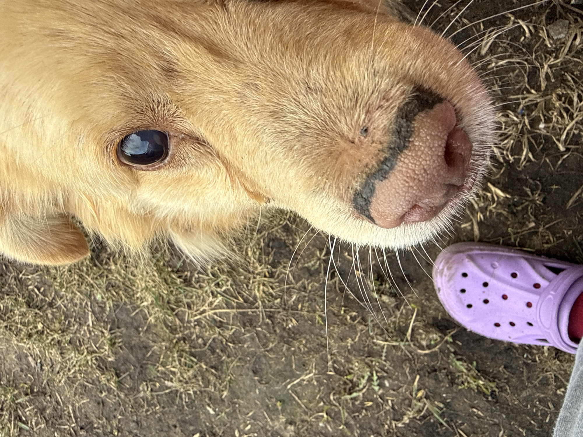 The image depicts a close-up view of a light brown dog, likely a golden retriever, with its nose and eye prominently visible. The dog is positioned close to the ground, which appears to be dirt mixed with dry grass. Adjacent to the dog is a person wearing a purple Croc shoe with a red sock visible inside. The ground shows signs of being slightly muddy. No information is available regarding Tyulyuk, Russia.