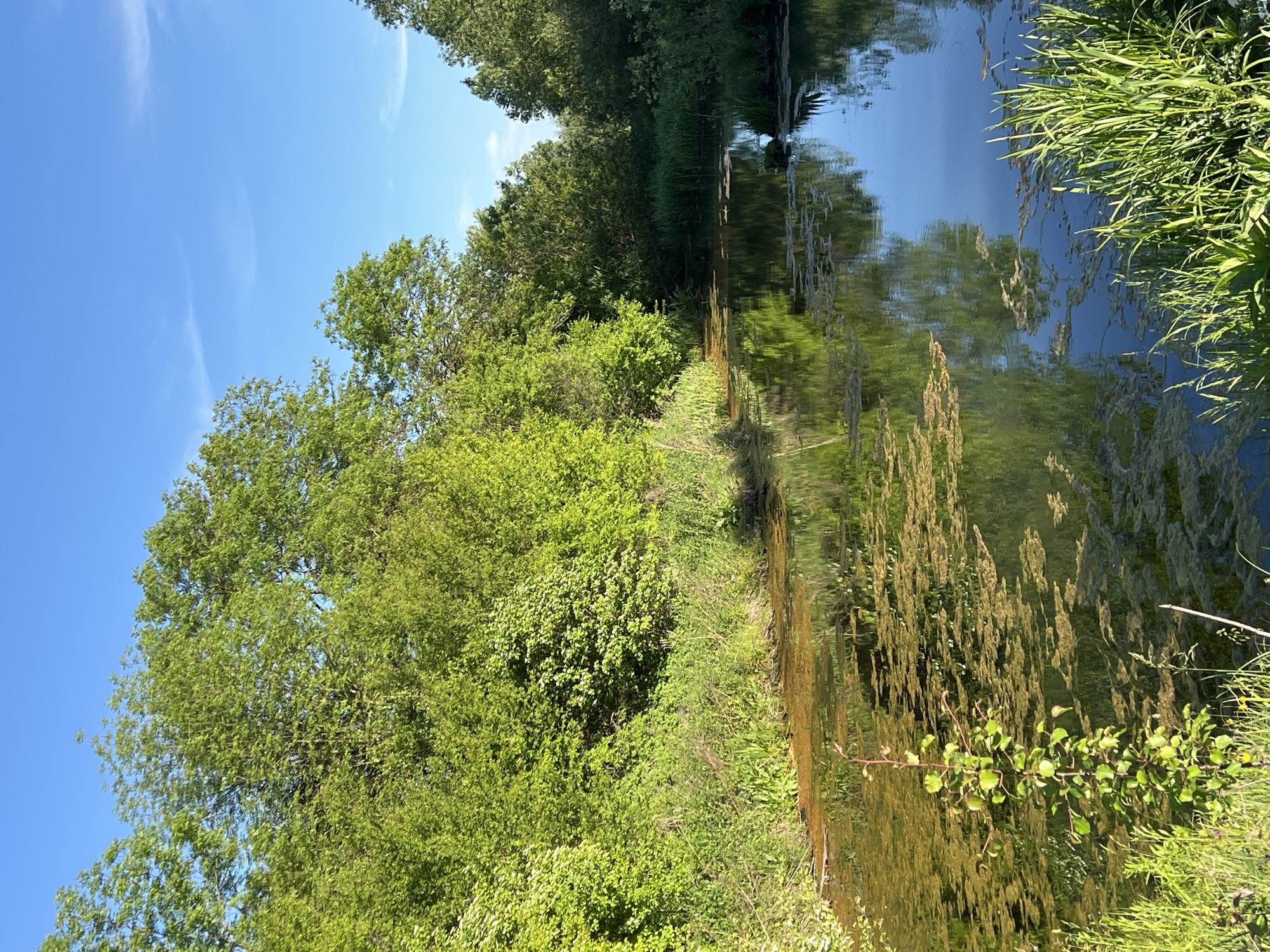 The image depicts a canal bordered by lush vegetation, likely in the city of Vertelka, Ukraine. The scene is dominated by vibrant green foliage, including trees and dense undergrowth, lining the canal banks. Reflections of the sky and trees are visible in the water, creating a mirror-like effect. The sky is clear blue with some wispy clouds. No people or animals are visible in the frame. The image suggests a peaceful, natural environment within an urban setting.