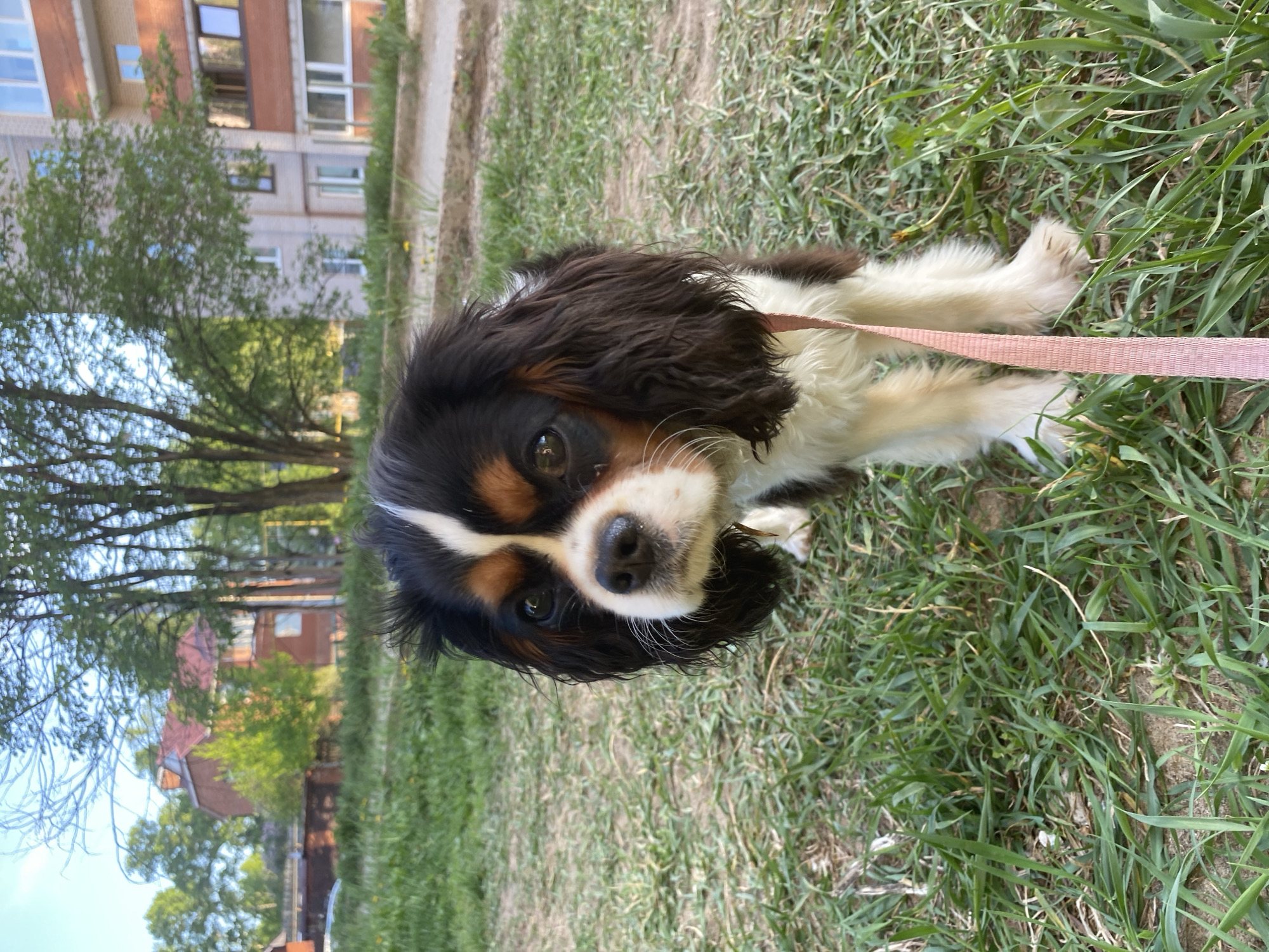 A Cavalier King Charles Spaniel dog stands on grass, held by a pink leash. Buildings and trees are visible in the background. This scene appears to be in a residential area. Without further information from the image, it is difficult to ascertain whether this is Votkinsk.